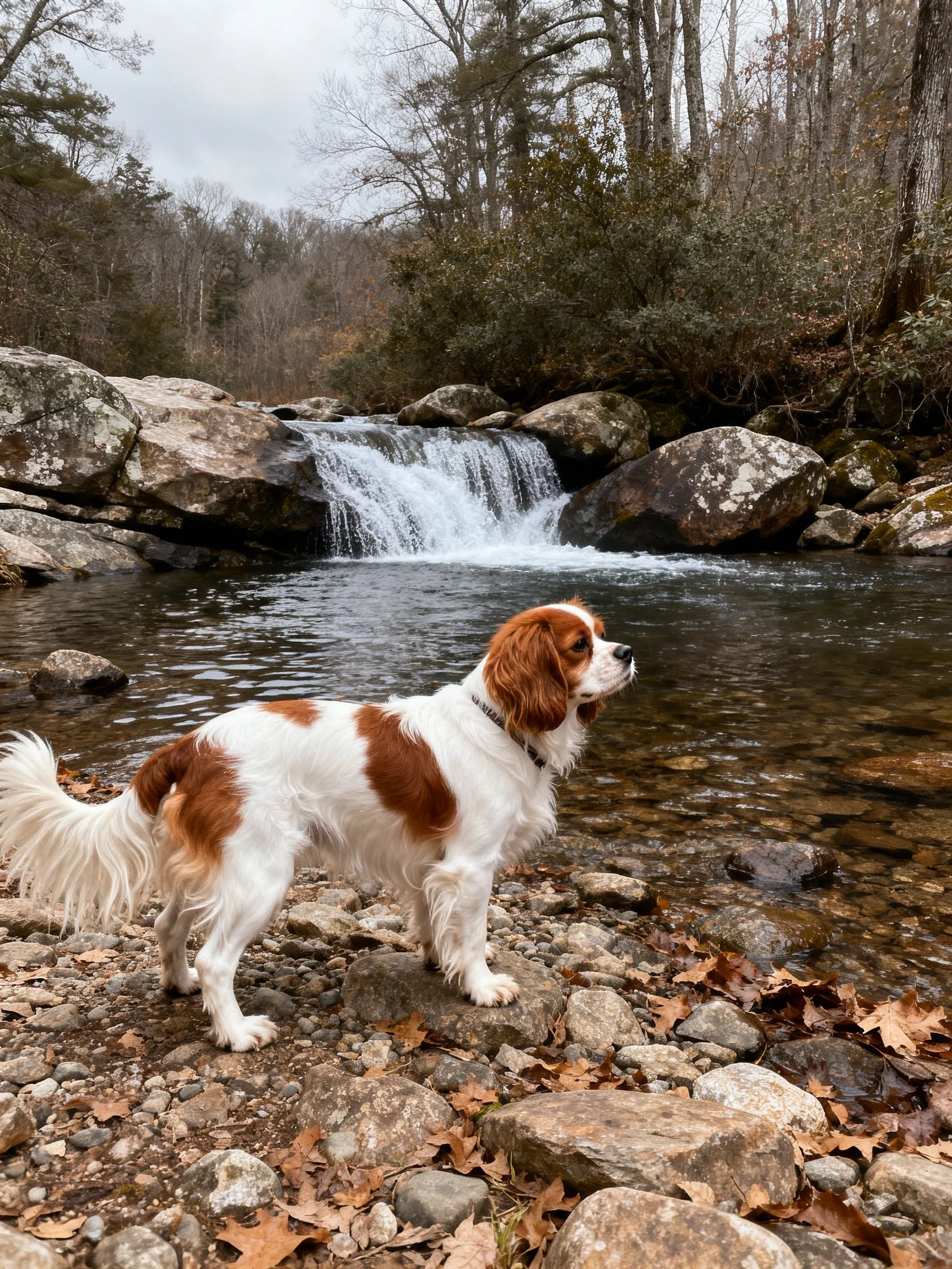 A dog observes a small waterfall in a forested rocky area with clear water.