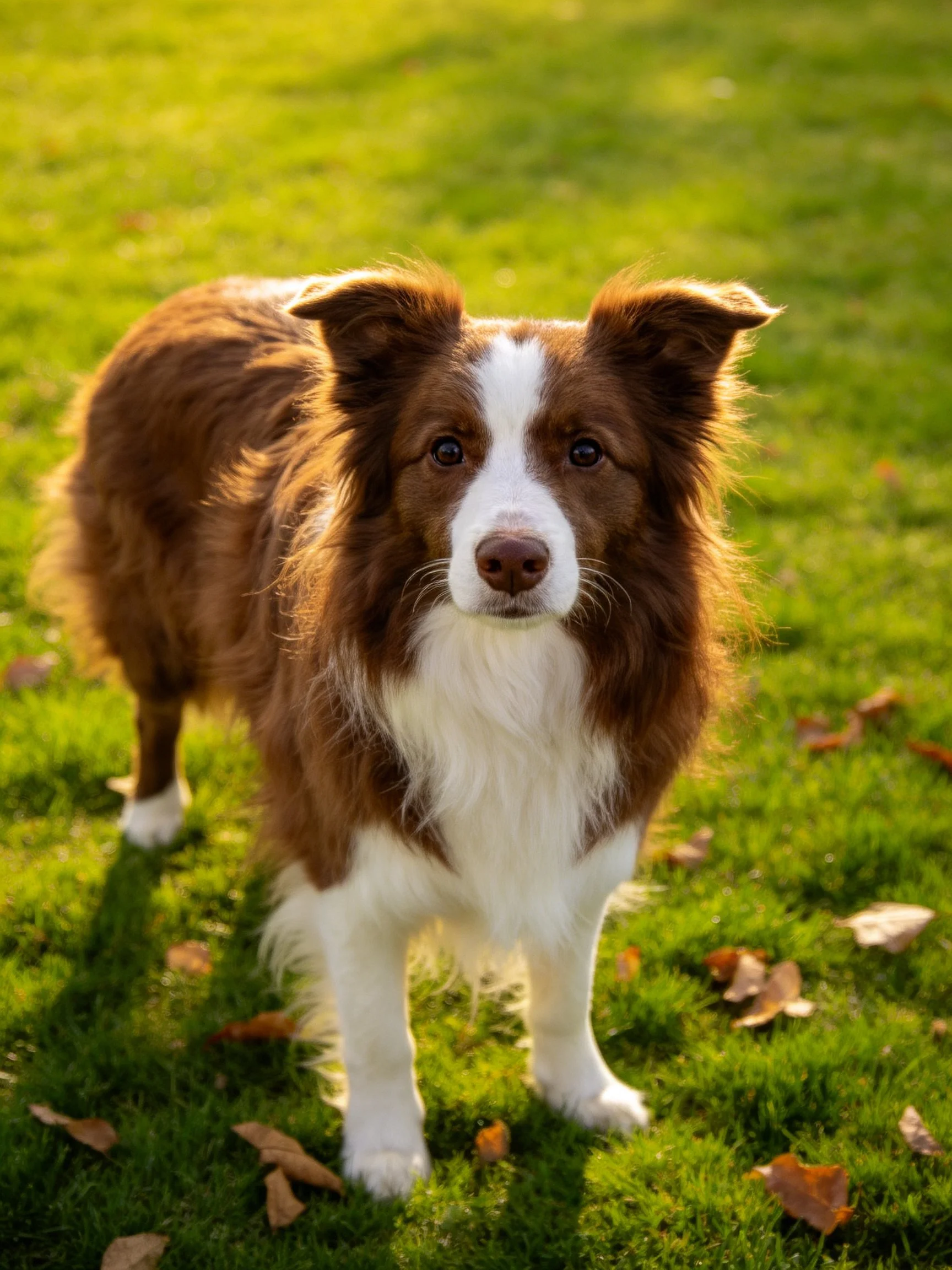 A brown and white dog stands on sunlit green grass with scattered leaves.