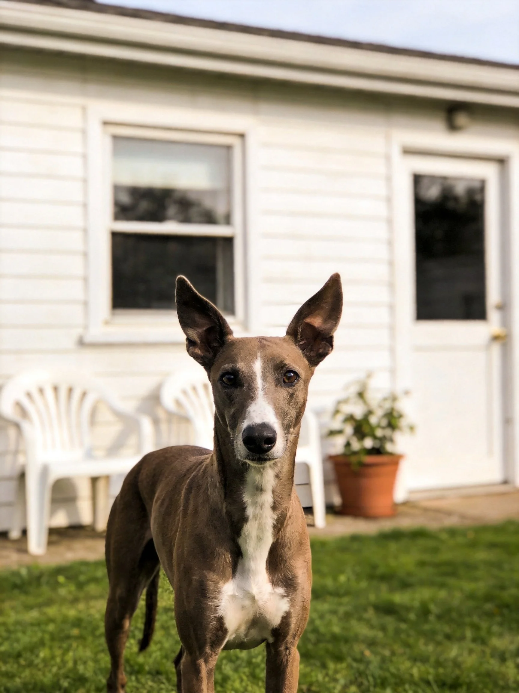 A brown and white dog stands outside a white house with plastic chairs nearby