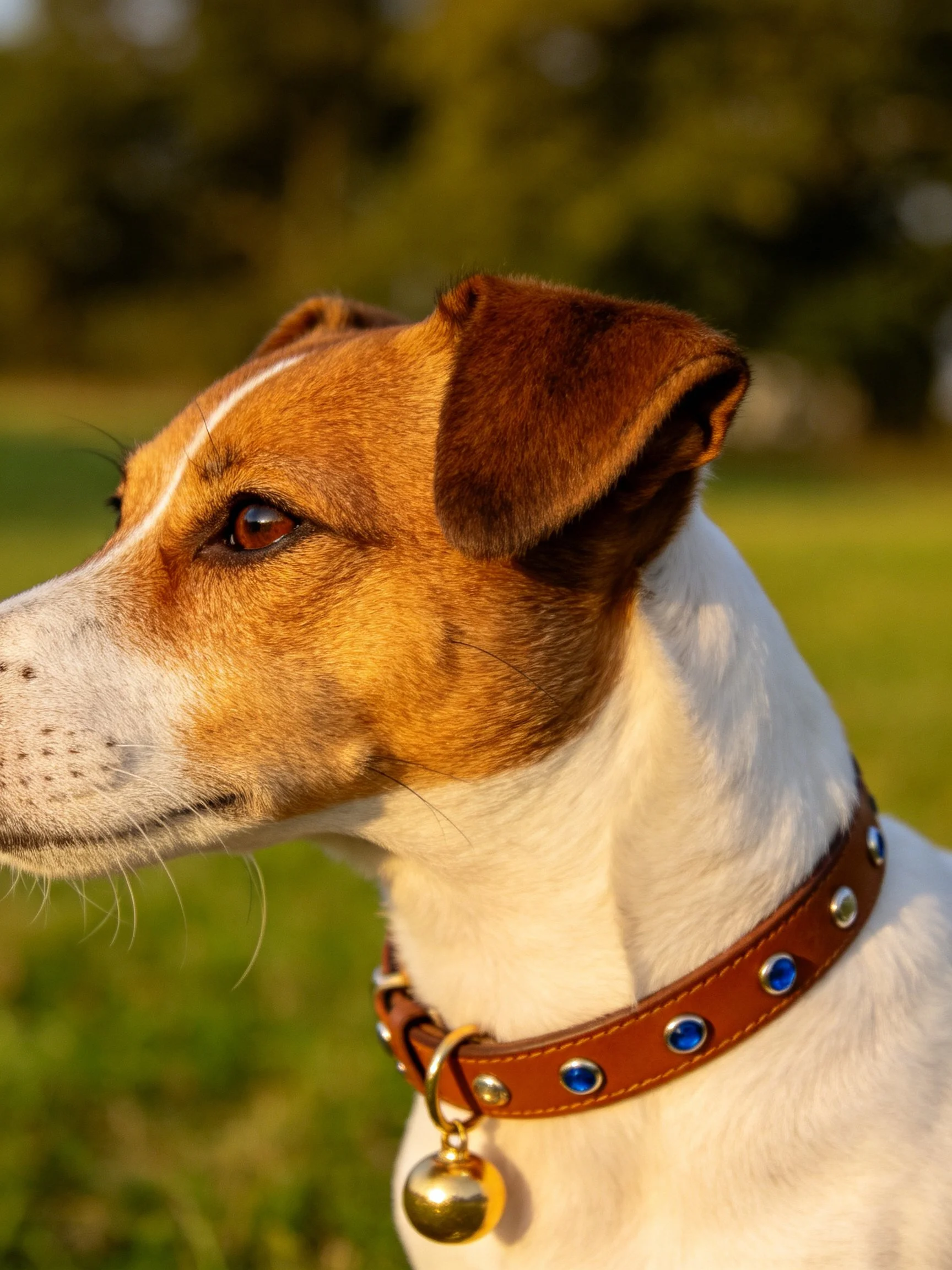 A brown-and-white dog with a studded leather collar outdoors
