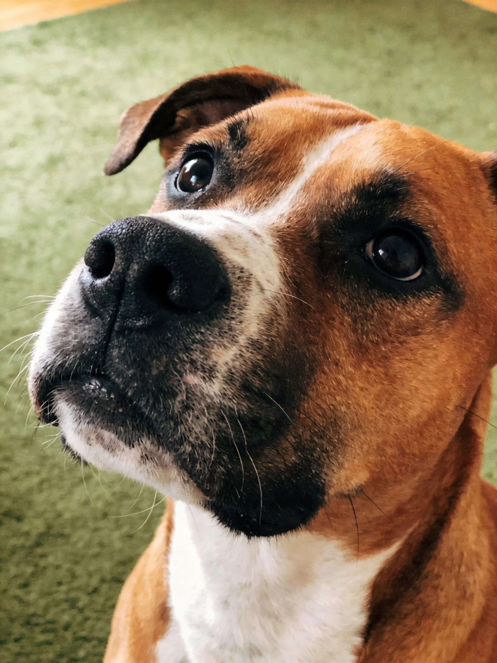 A brown and white dog gazes upward with expressive eyes.