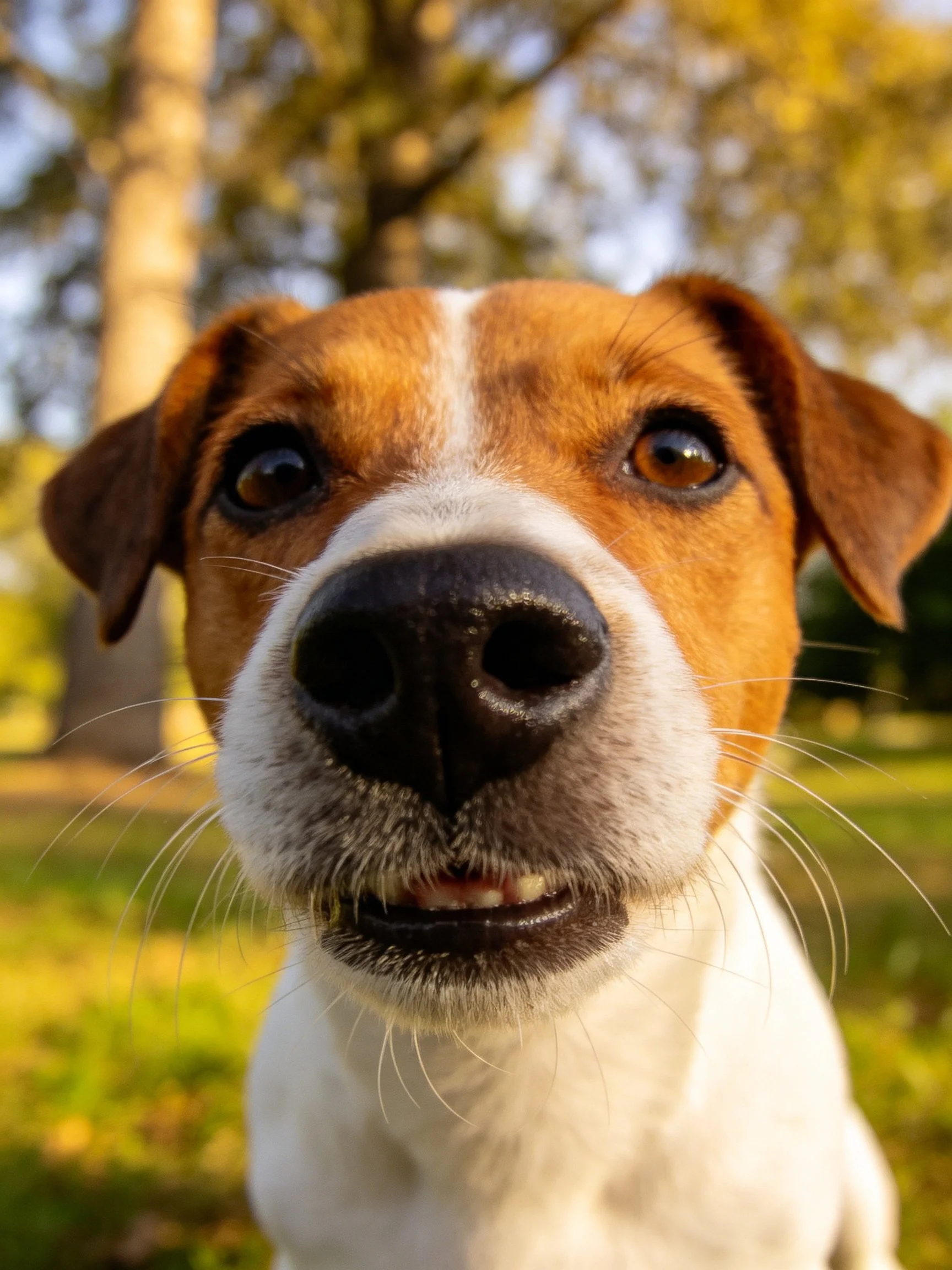 A brown and white dog looks directly at the camera in a sunlit park setting.