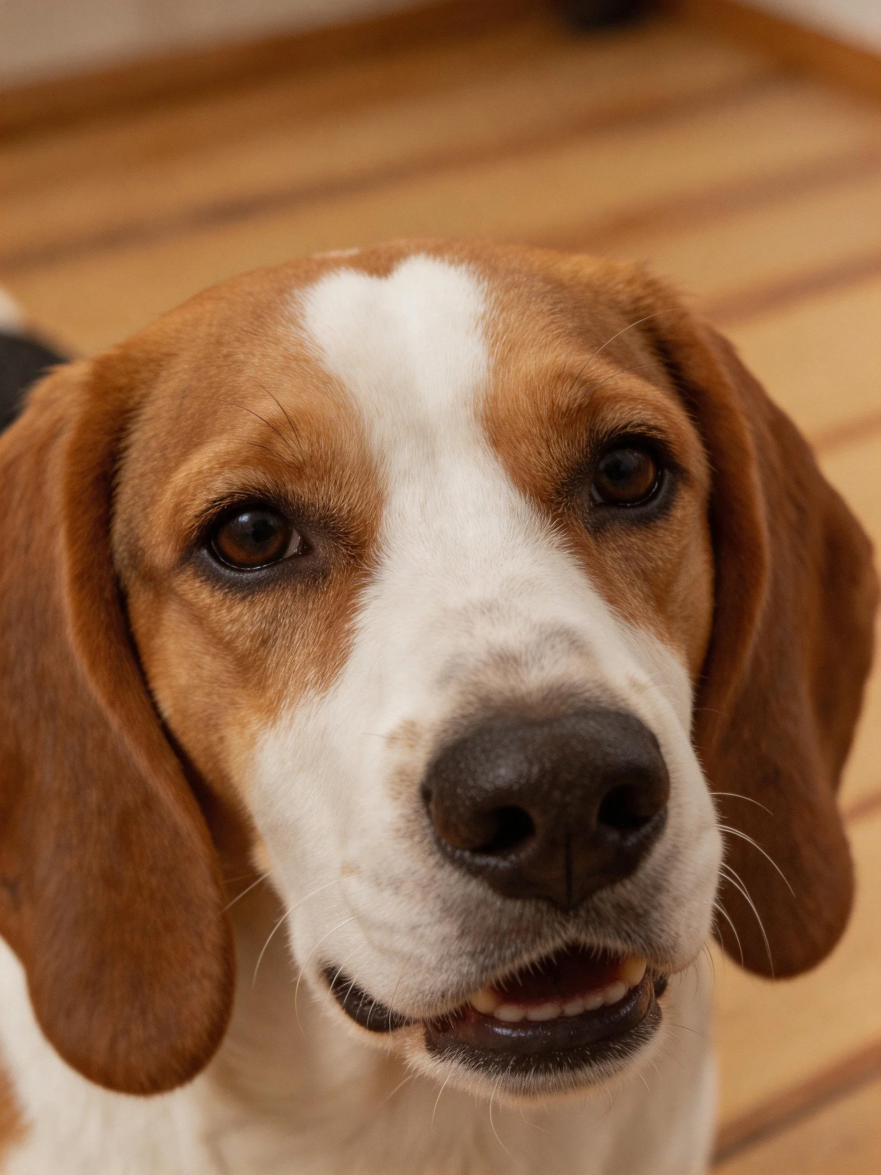 A brown and white dog looks directly at the camera with its mouth slightly open
