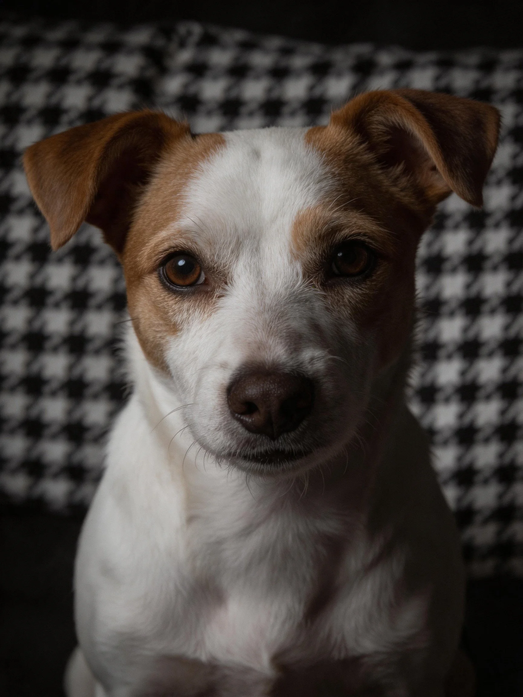 A brown and white dog looks directly at the viewer against a black and white houndstooth backdrop.