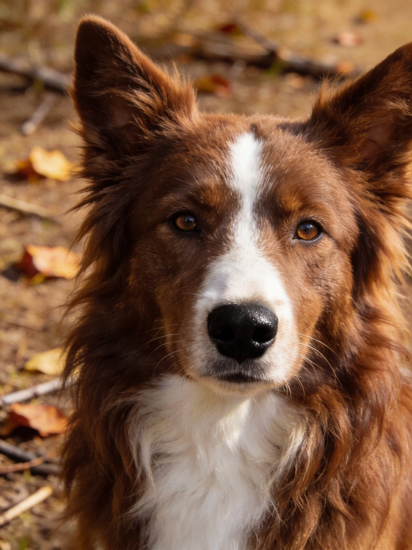 A brown and white dog with upright ears in an autumn leaf setting