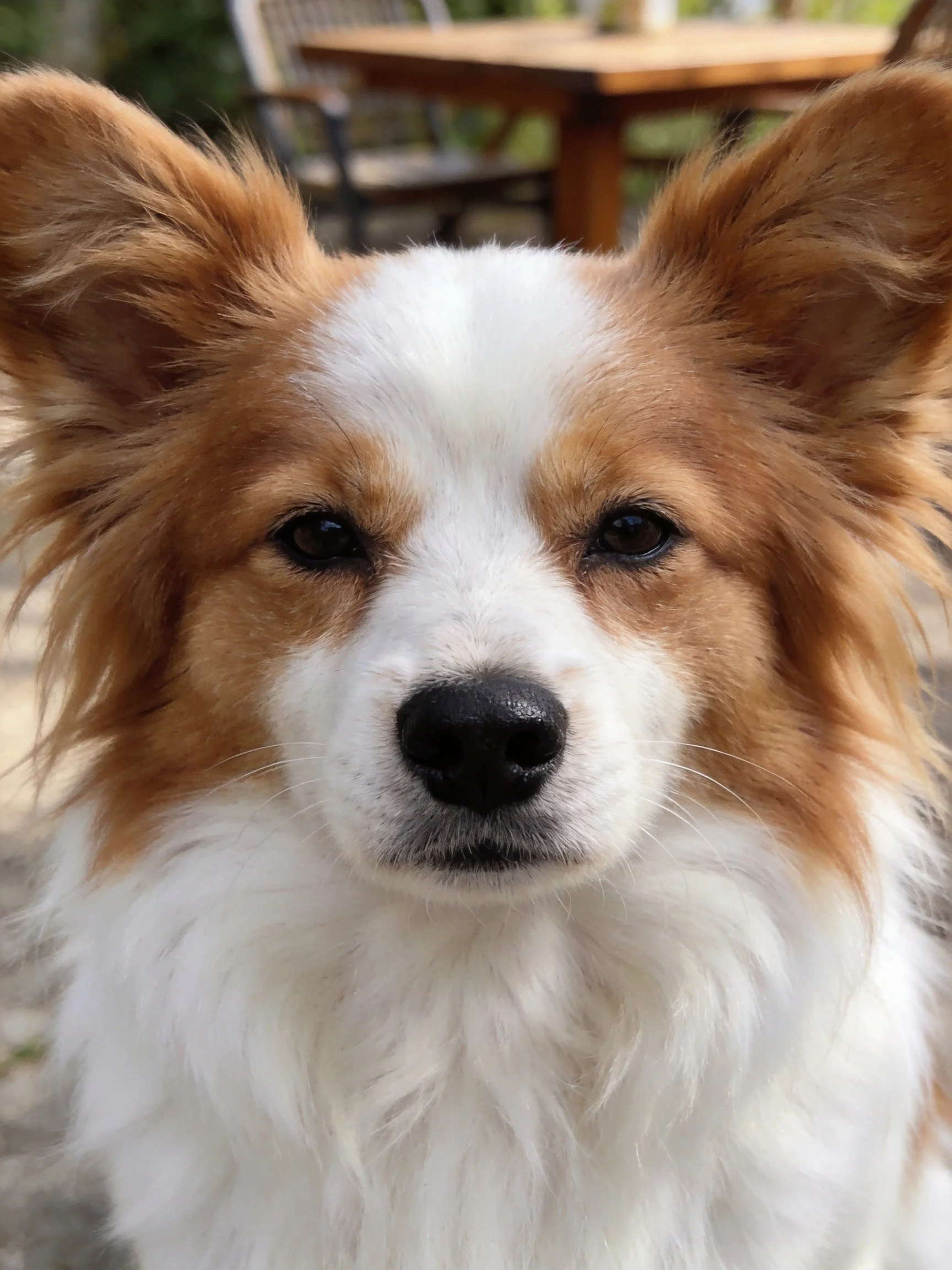 A brown and white dog with large ears is outdoors.