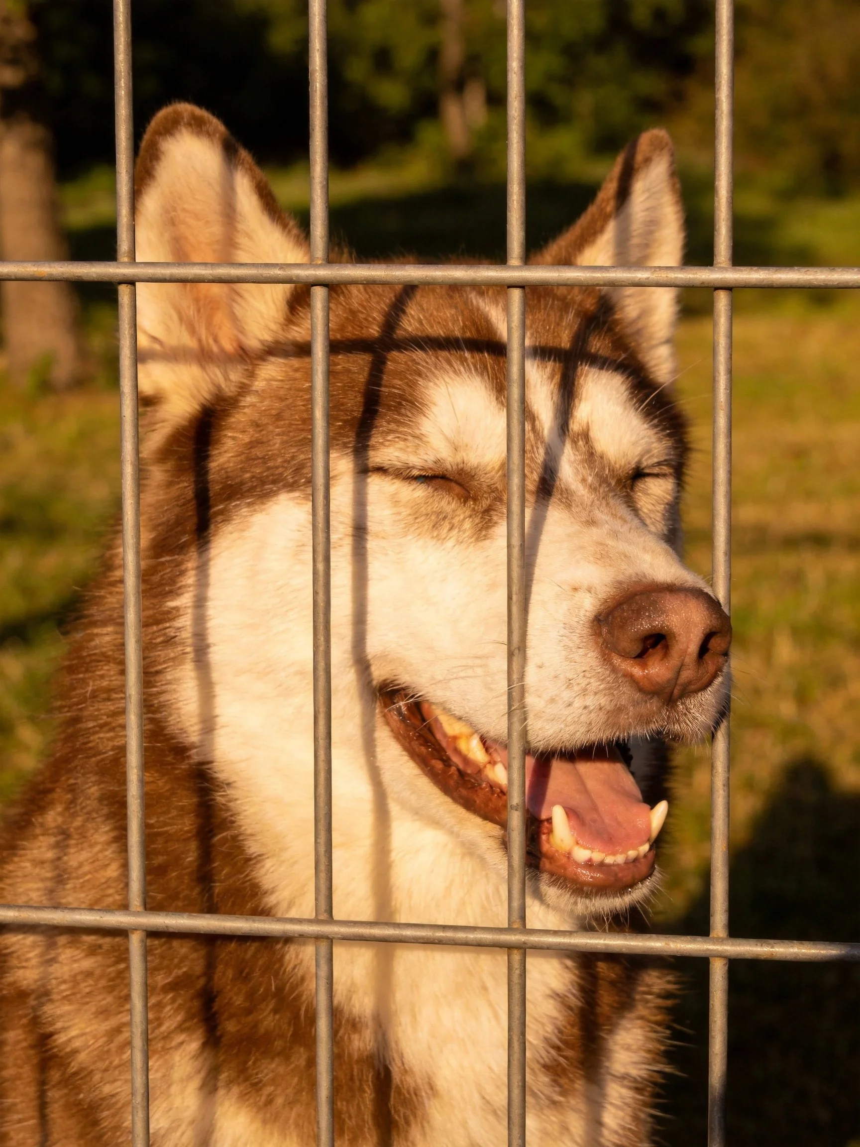 A brown and white husky dog stands behind metal fencing with eyes closed.