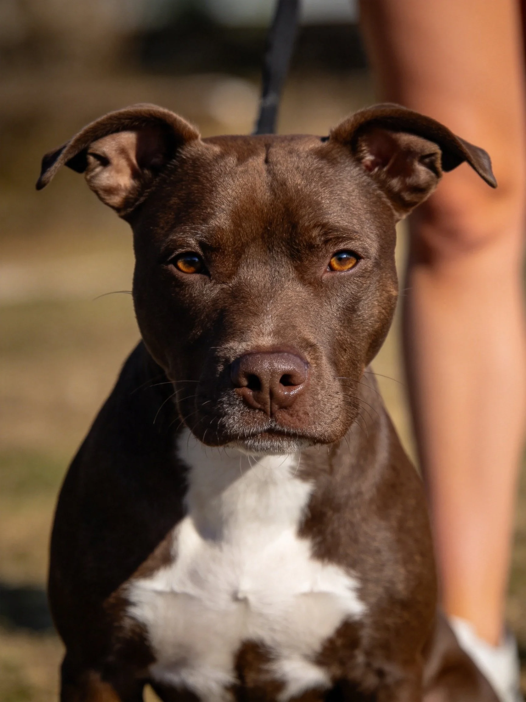 A brown and white pit bull puppy with pointed ears