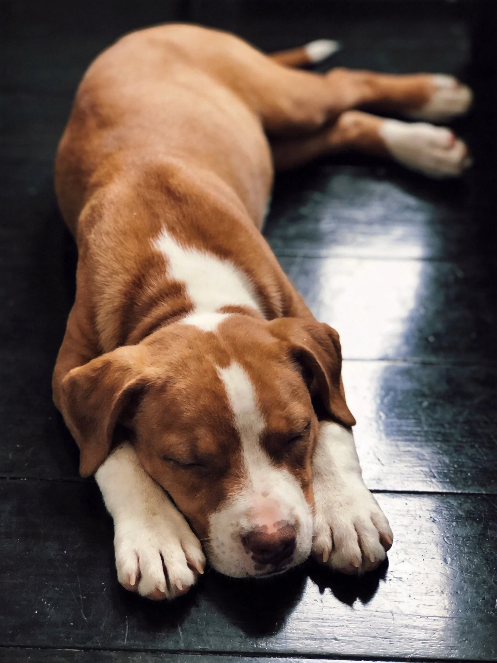 A brown and white puppy rests quietly on a dark surface.