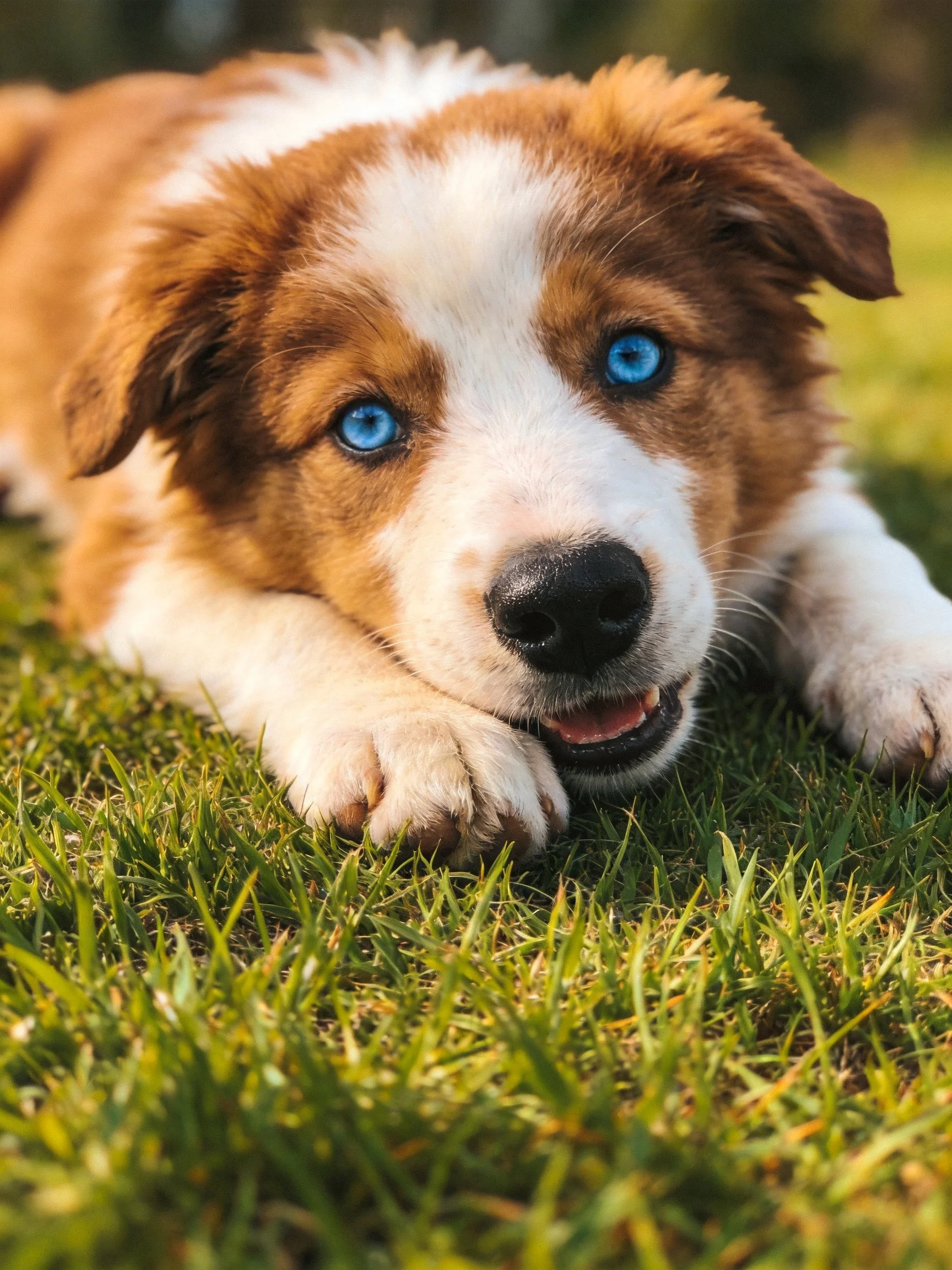 A brown and white puppy with blue eyes relaxes on grass.