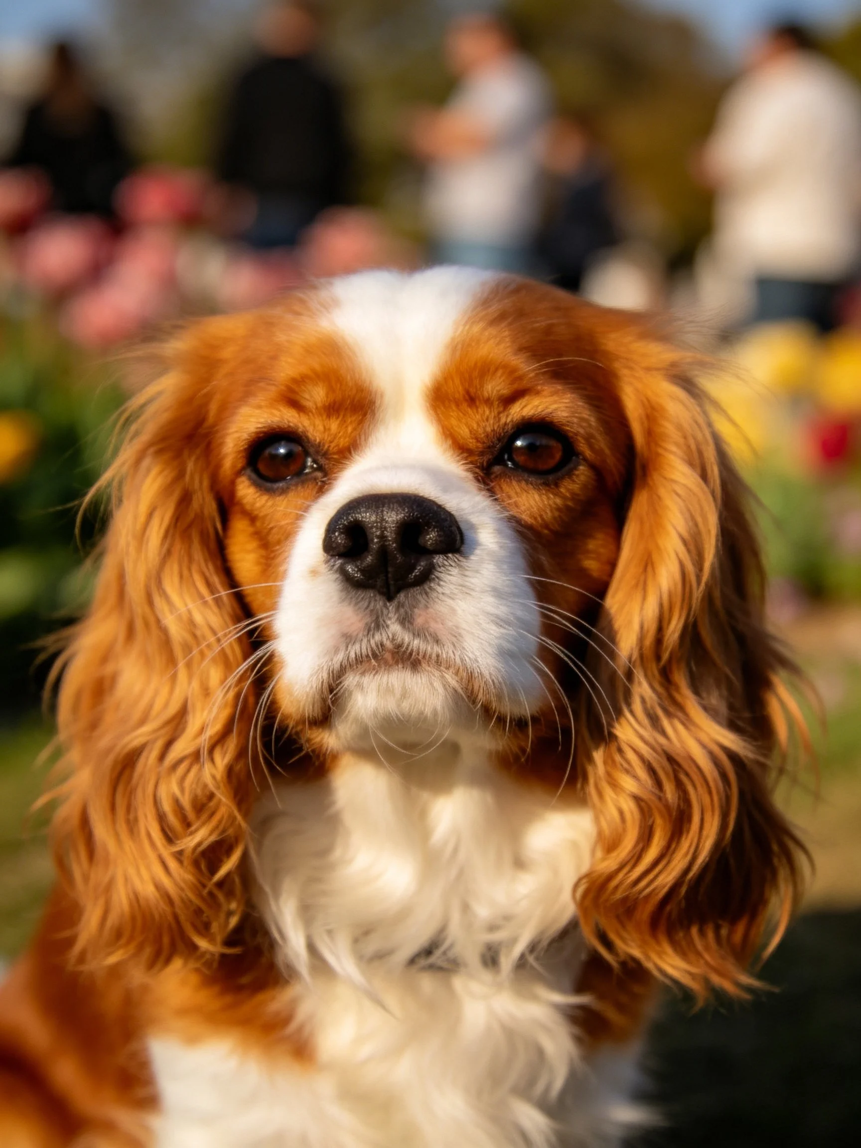 A brown and white spaniel dog in a colorful outdoor setting