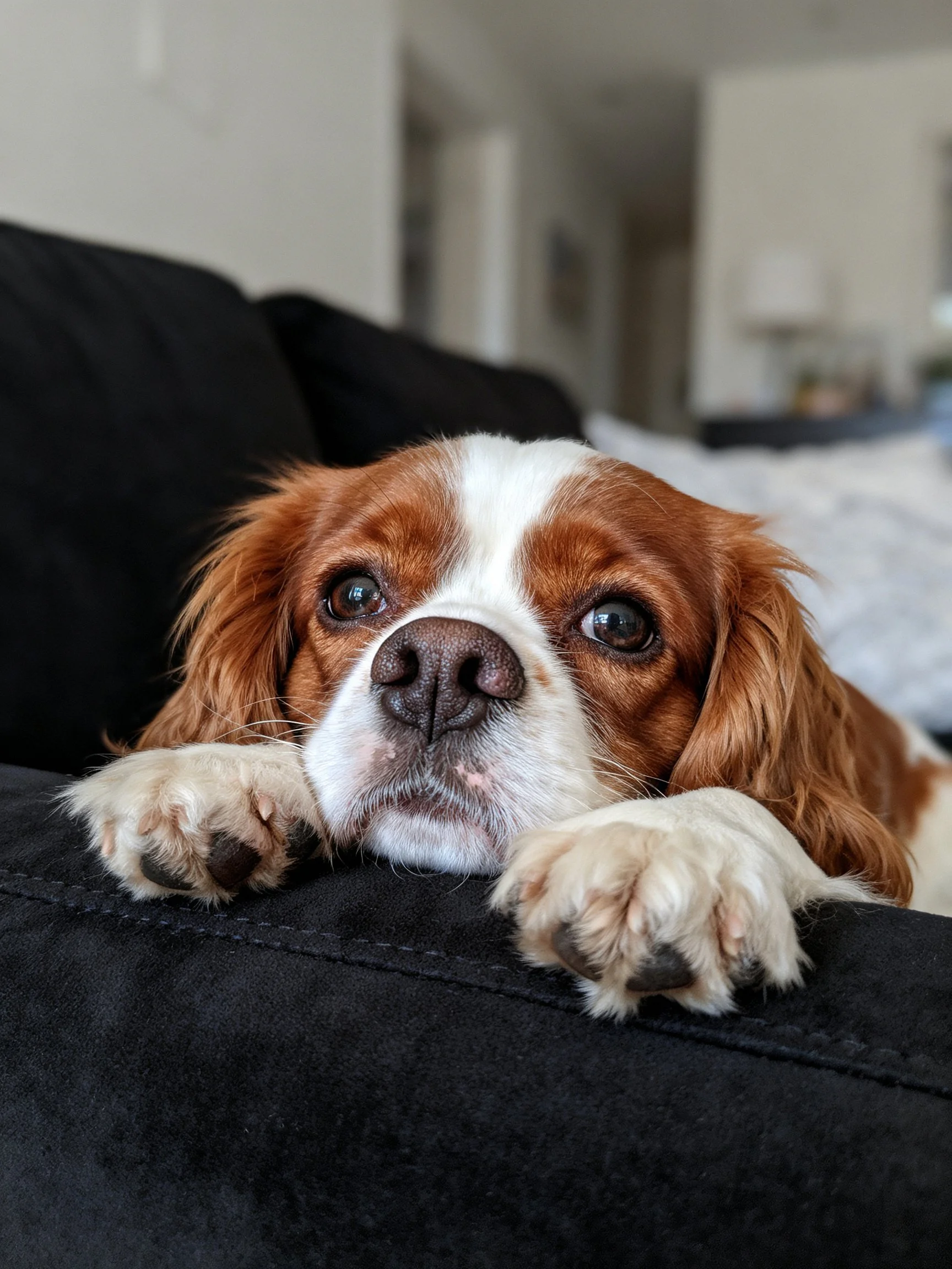 A brown and white spaniel rests on a black couch