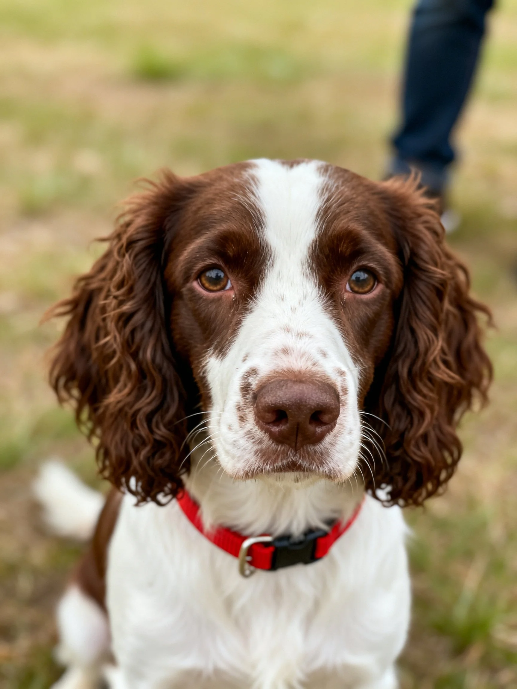 A brown and white spaniel with a red collar is outdoors.