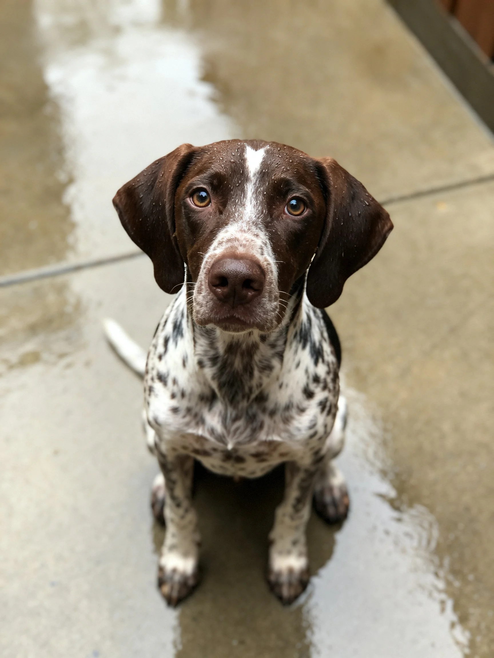 A brown and white spotted dog sits calmly on wet pavement