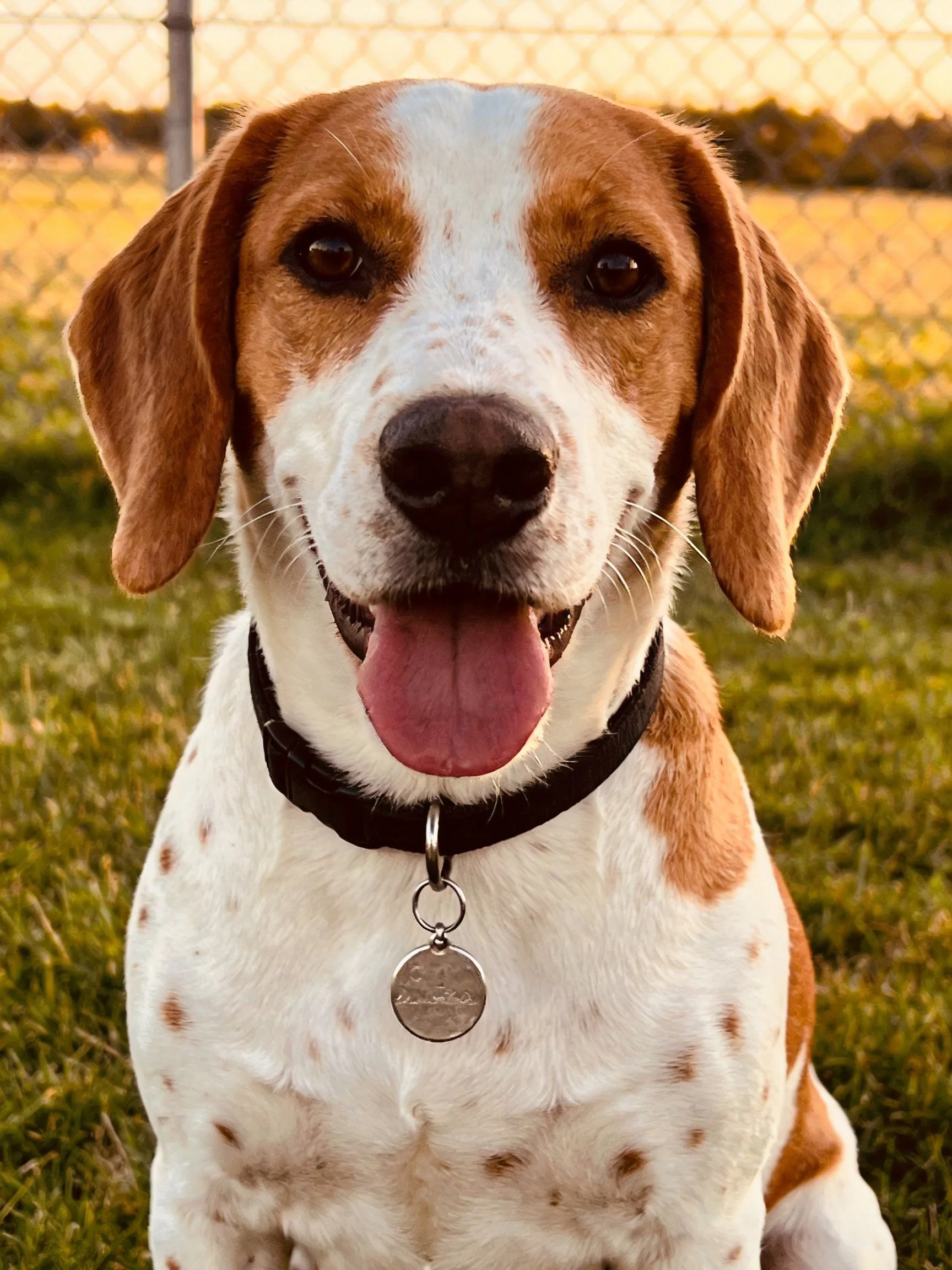 A brown and white spotted dog with a black collar sits contentedly in a grassy area near a fence.