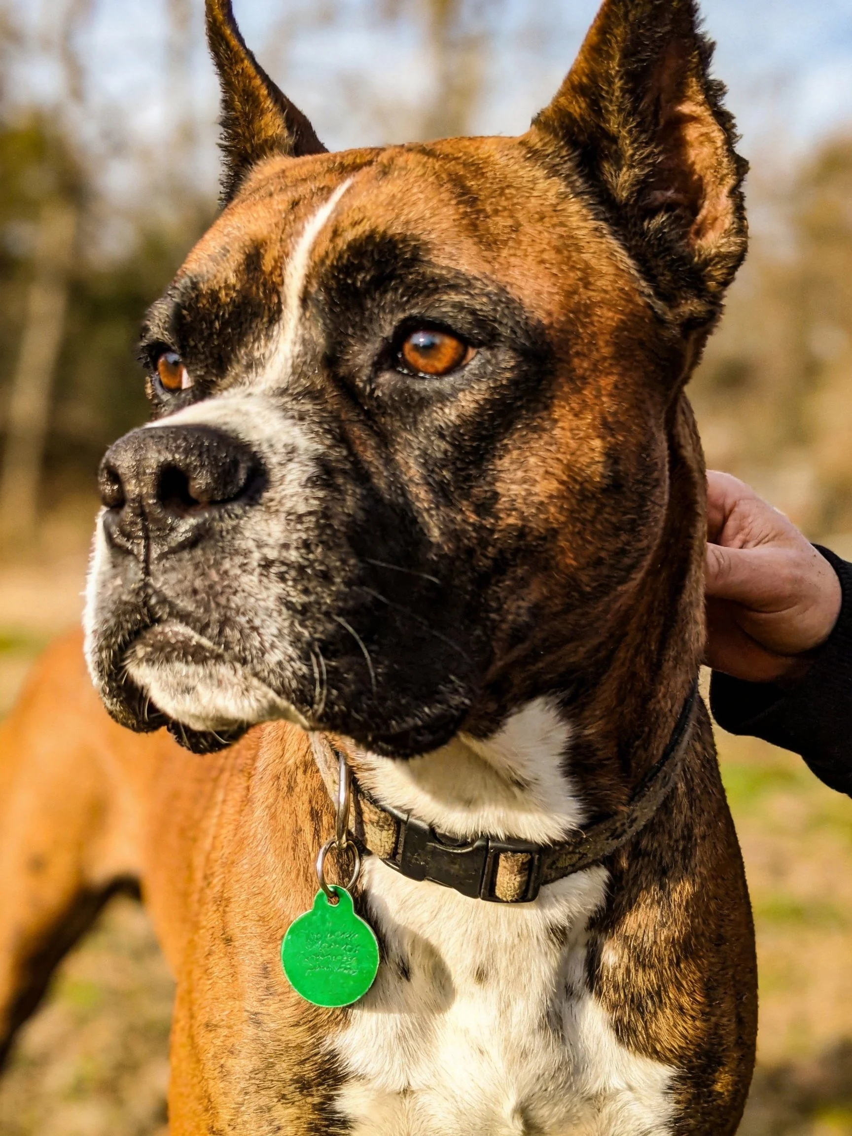 A brown brindle Boxer dog with a green collar tag outdoors