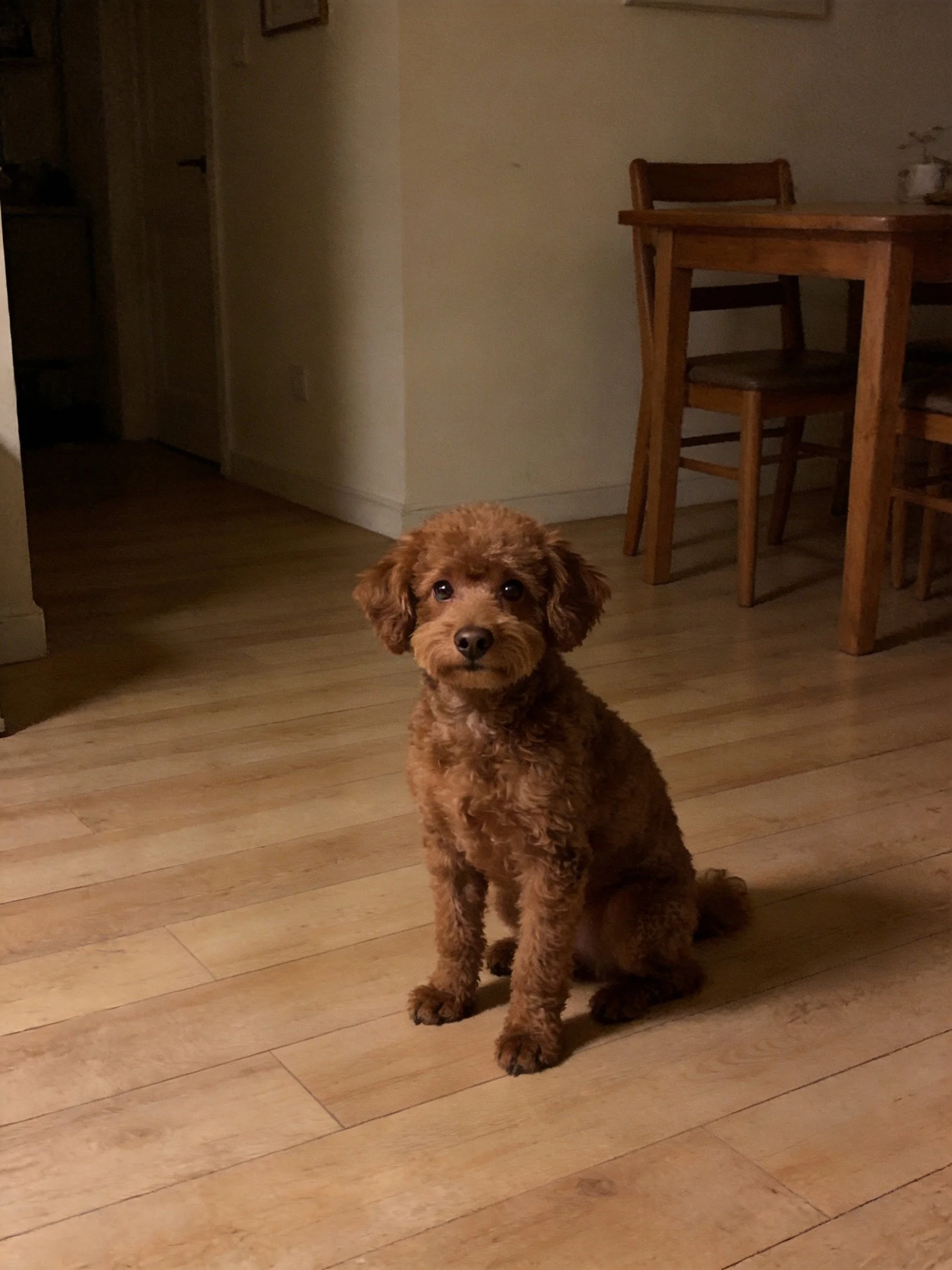 A brown curly dog sits on a wooden floor in a home.