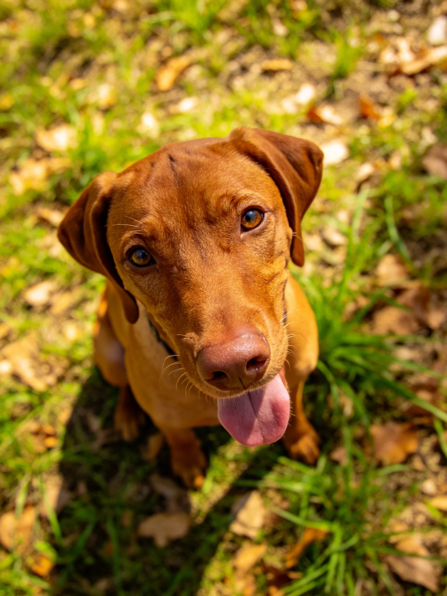 A brown dog gazes upward amid green grass and scattered leaves