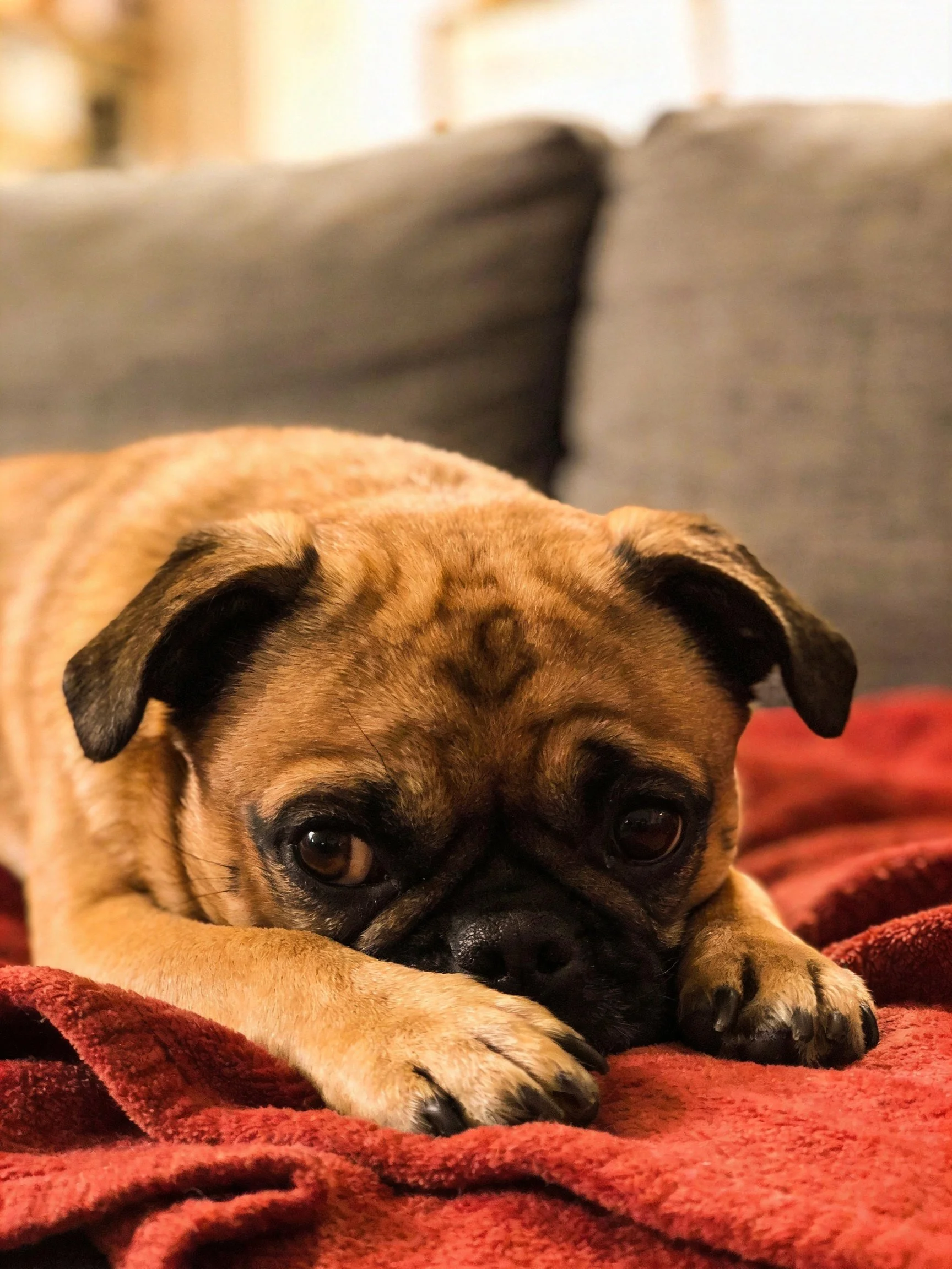 A brown dog lounges on a red blanket with gray couch cushions nearby