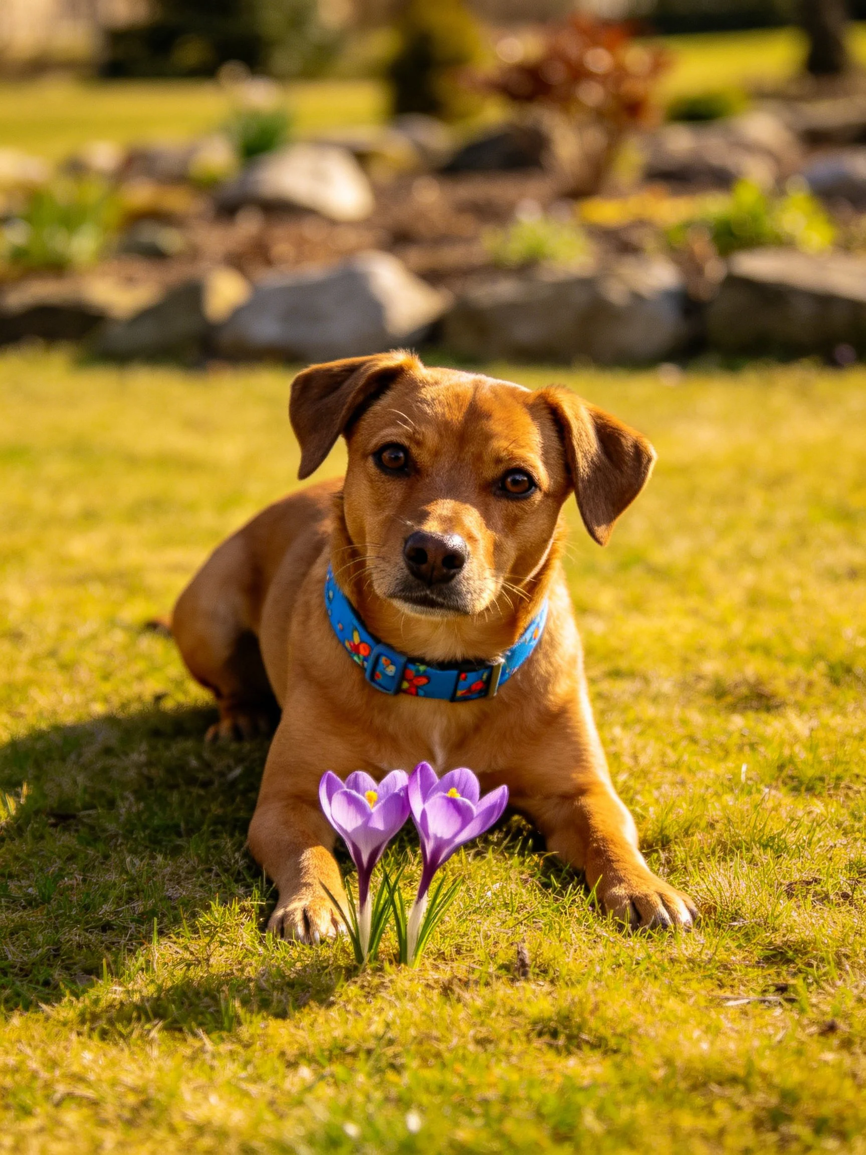 A brown dog lies beside purple crocus flowers in a sunny garden.