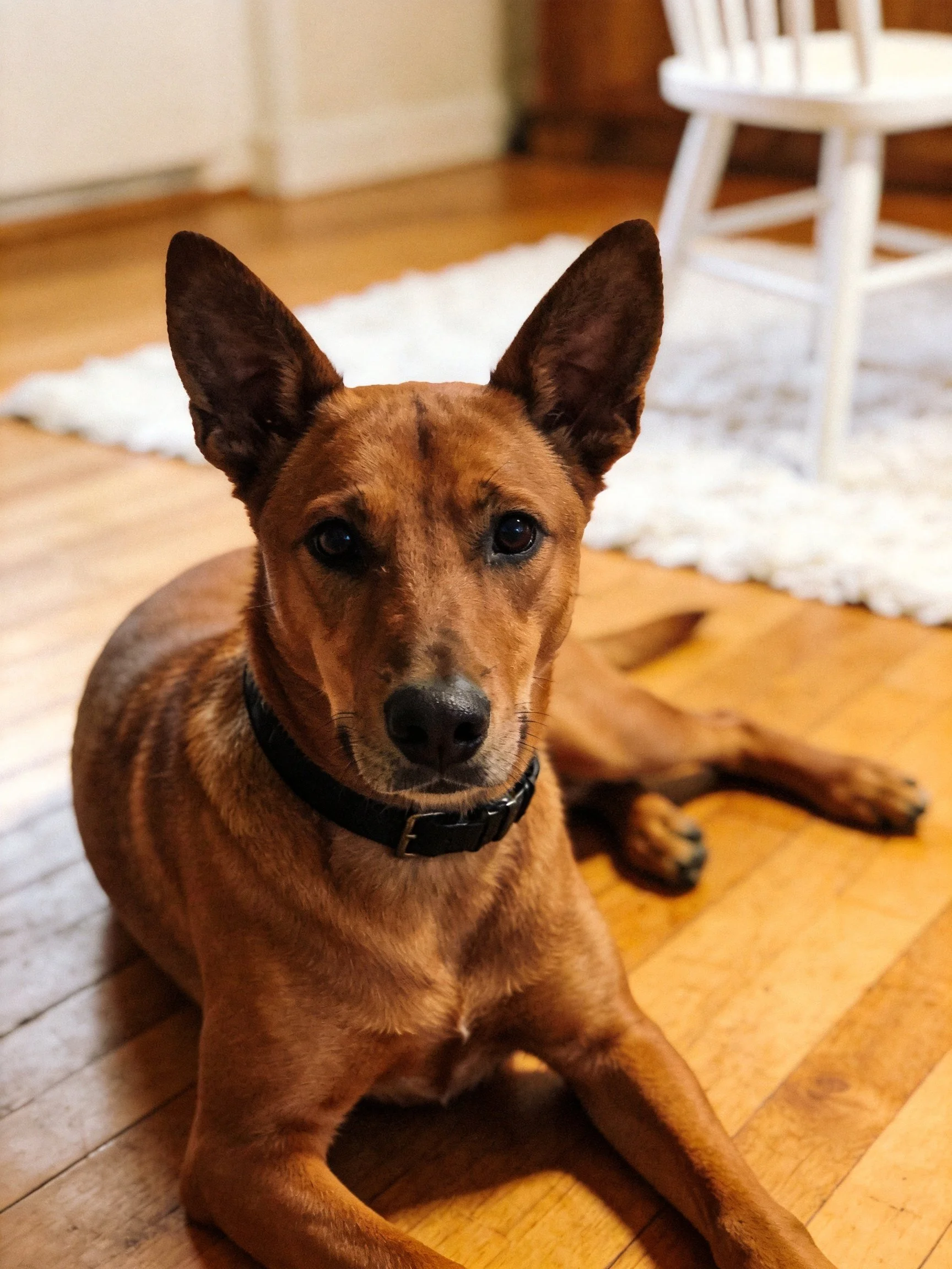 A brown dog rests on wooden flooring beside a white rug
