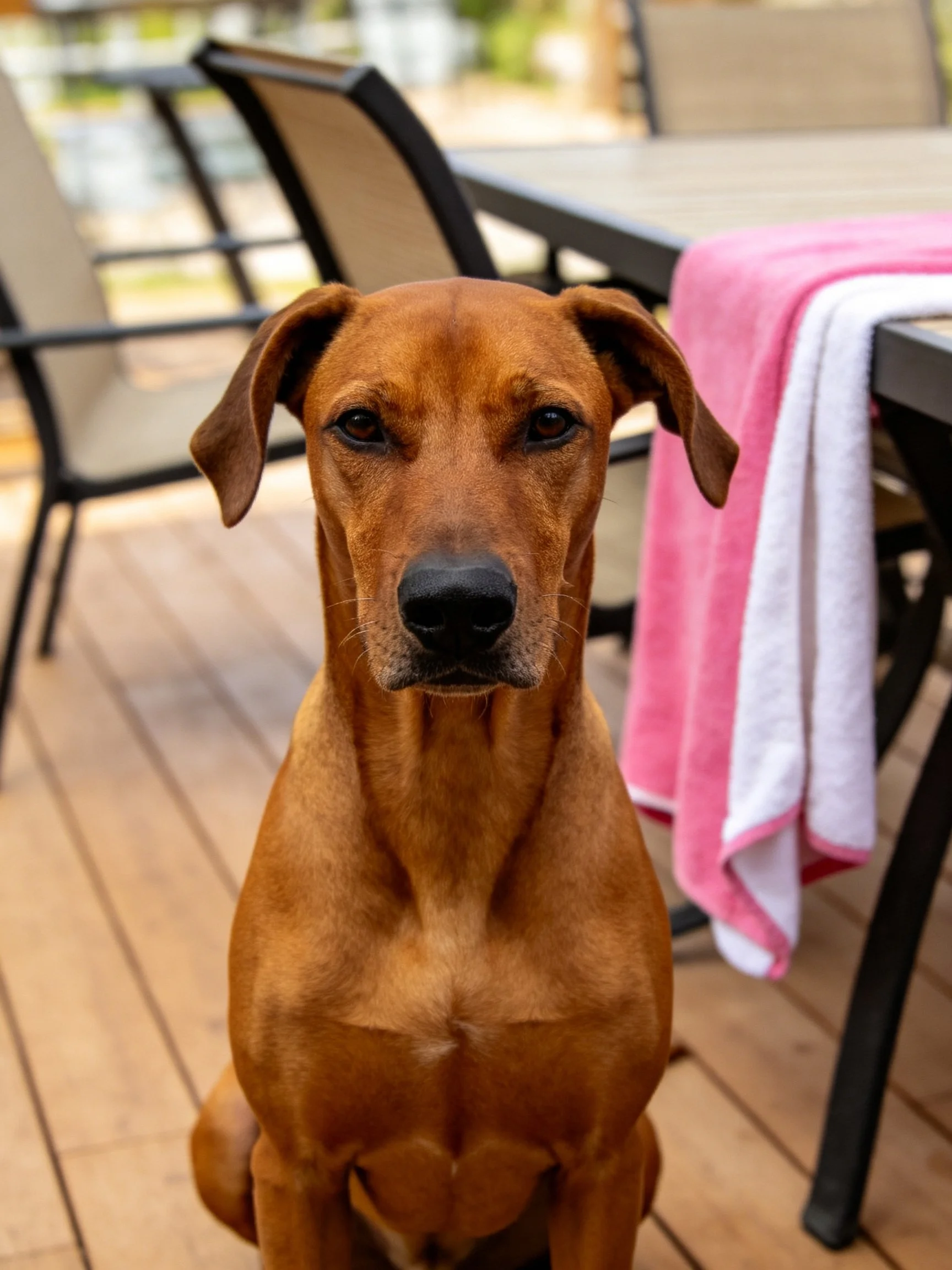 A brown dog sits on a wooden deck with patio furniture