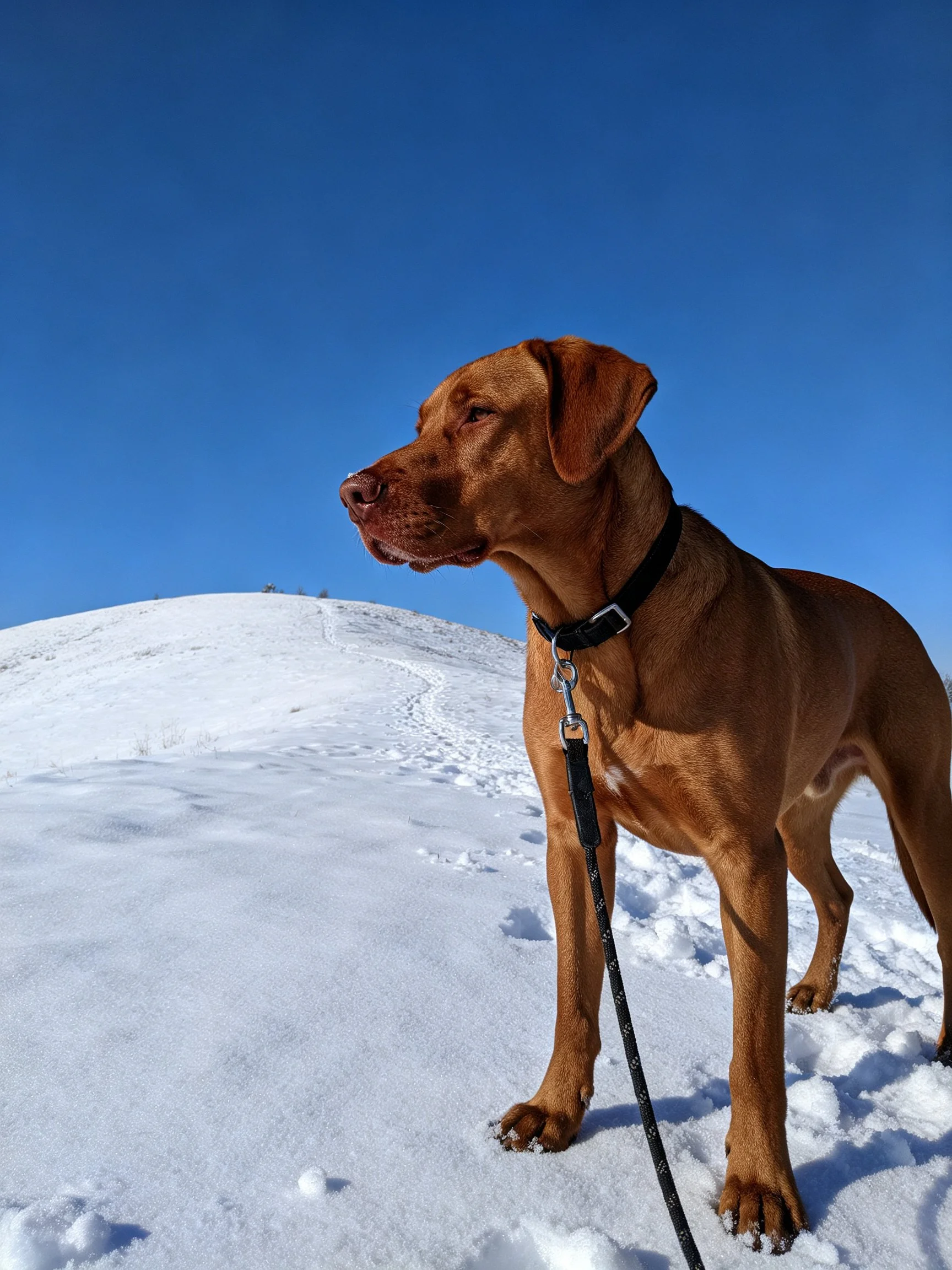 A brown dog stands on snow near a snowy hill under a clear blue sky