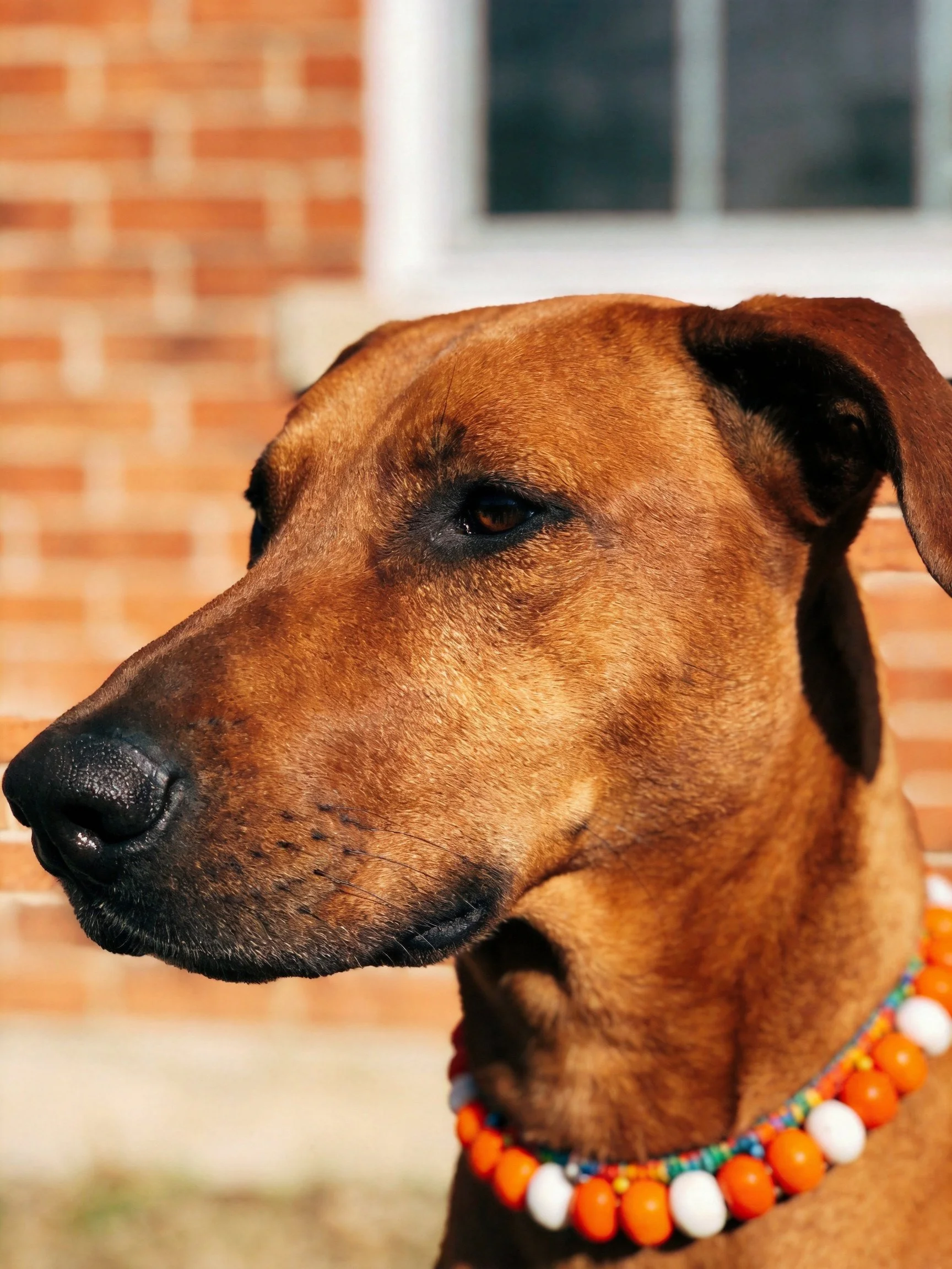 A brown dog with a colorful beaded collar near a brick wall