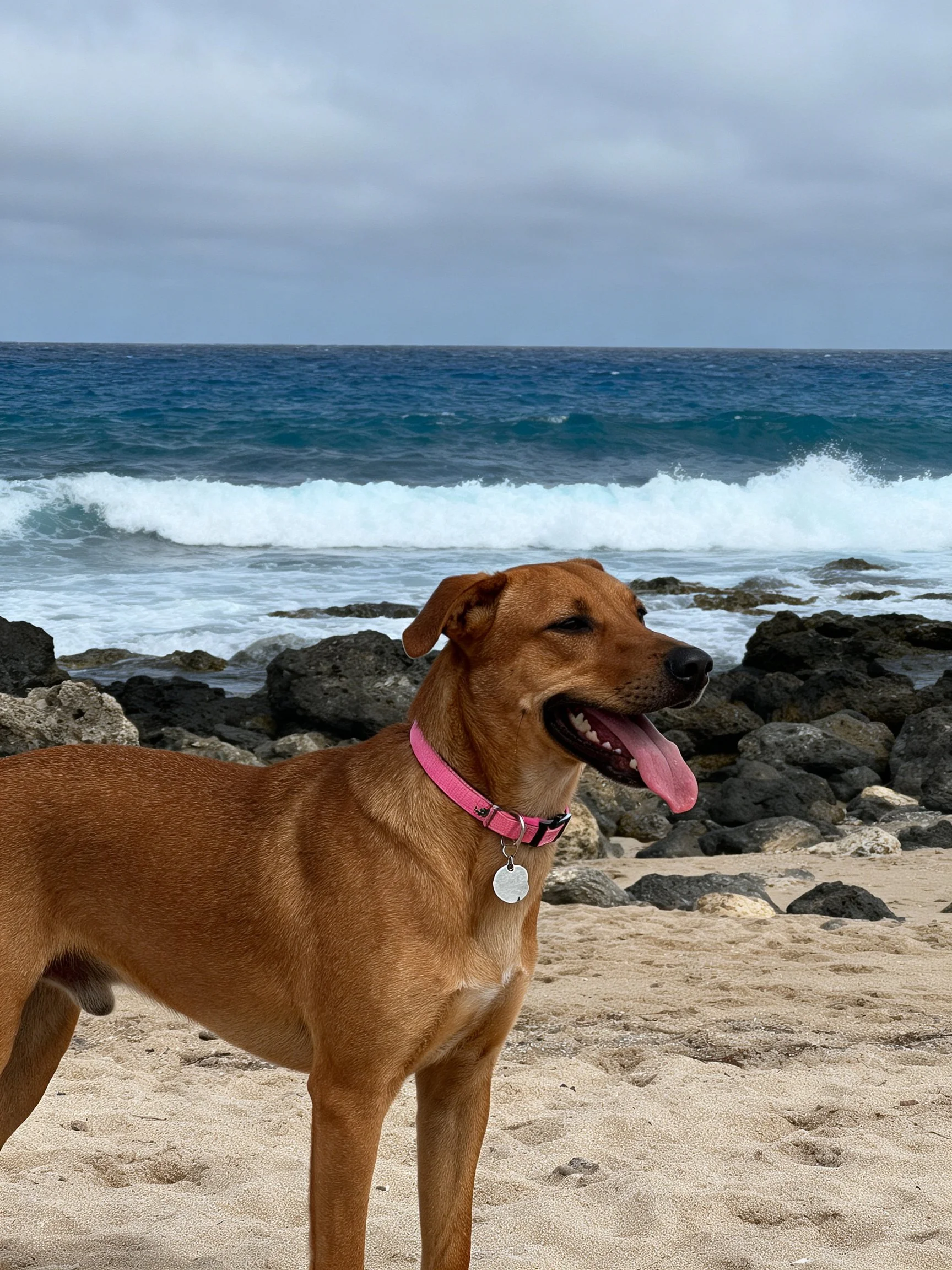 A brown dog with a pink collar on a sandy beach by rocky shores