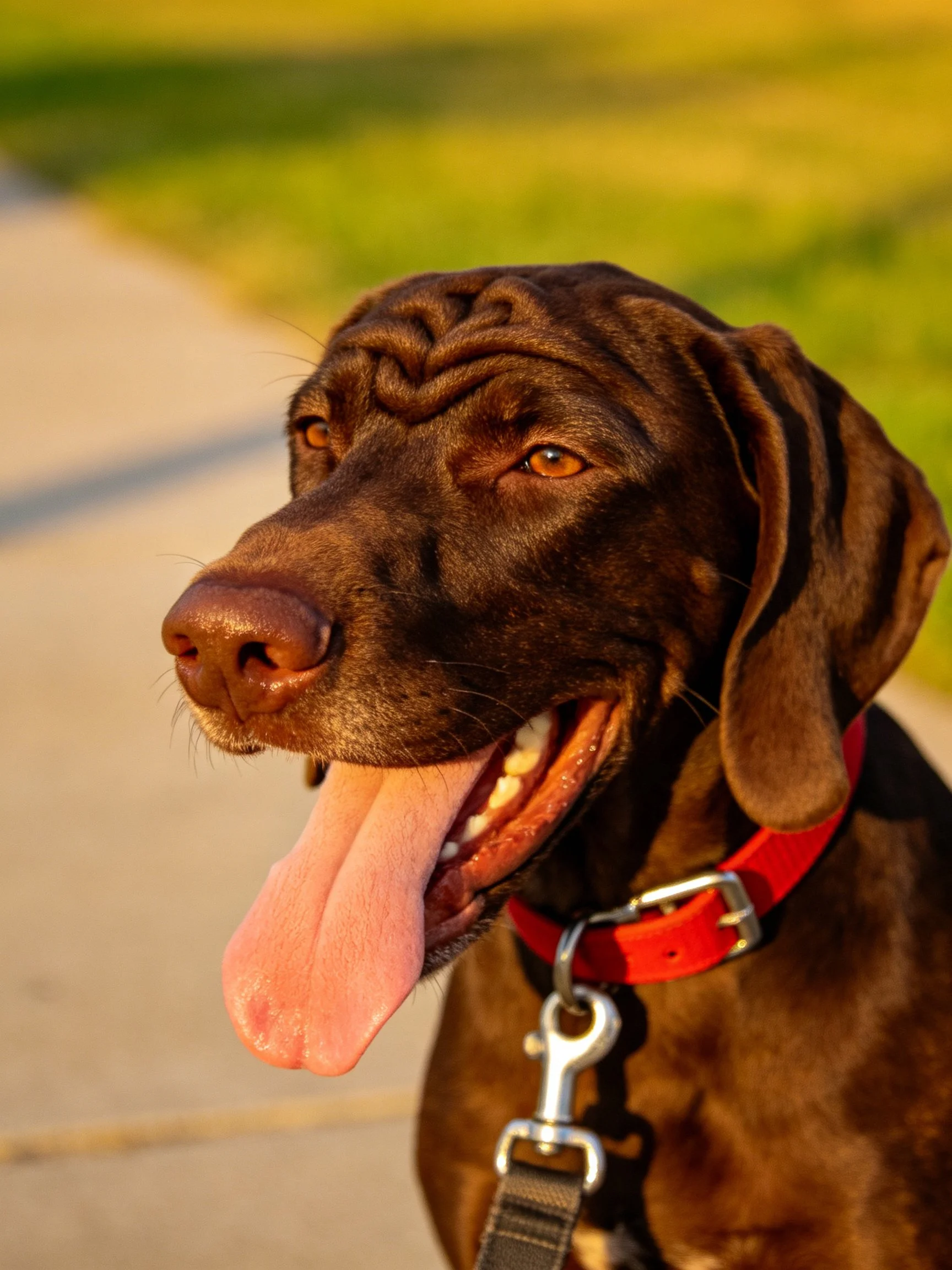 A brown dog with a red collar panting outdoors
