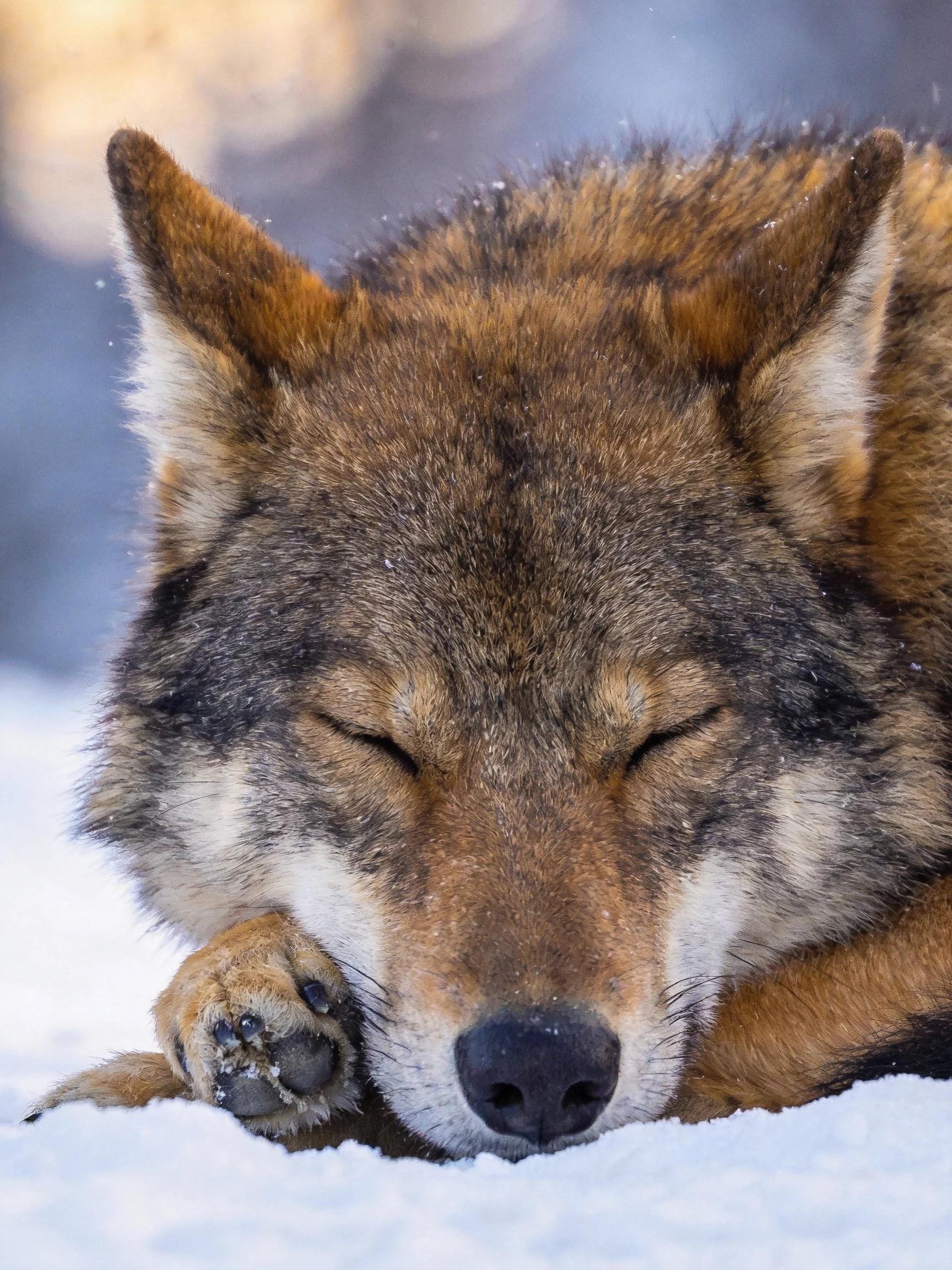 A brown-furred wolf sleeps peacefully in the snow.