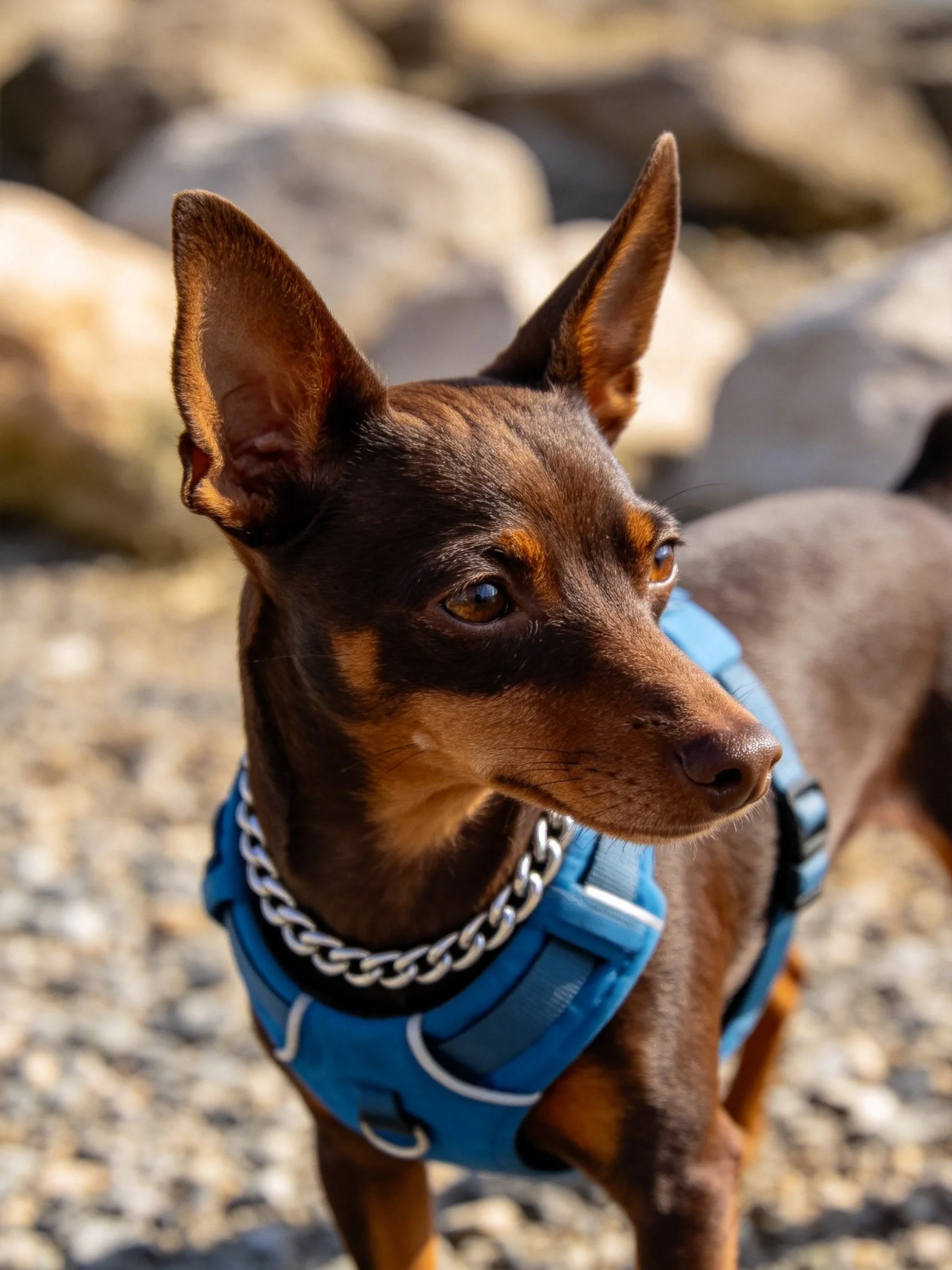 A brown miniature pinscher in a blue harness with rocky backdrop