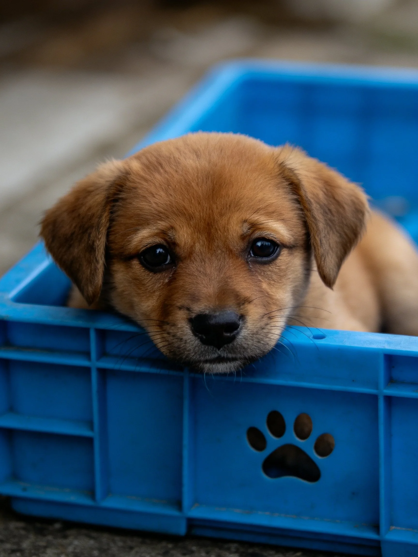A brown puppy peeks from a blue plastic crate with a paw print design