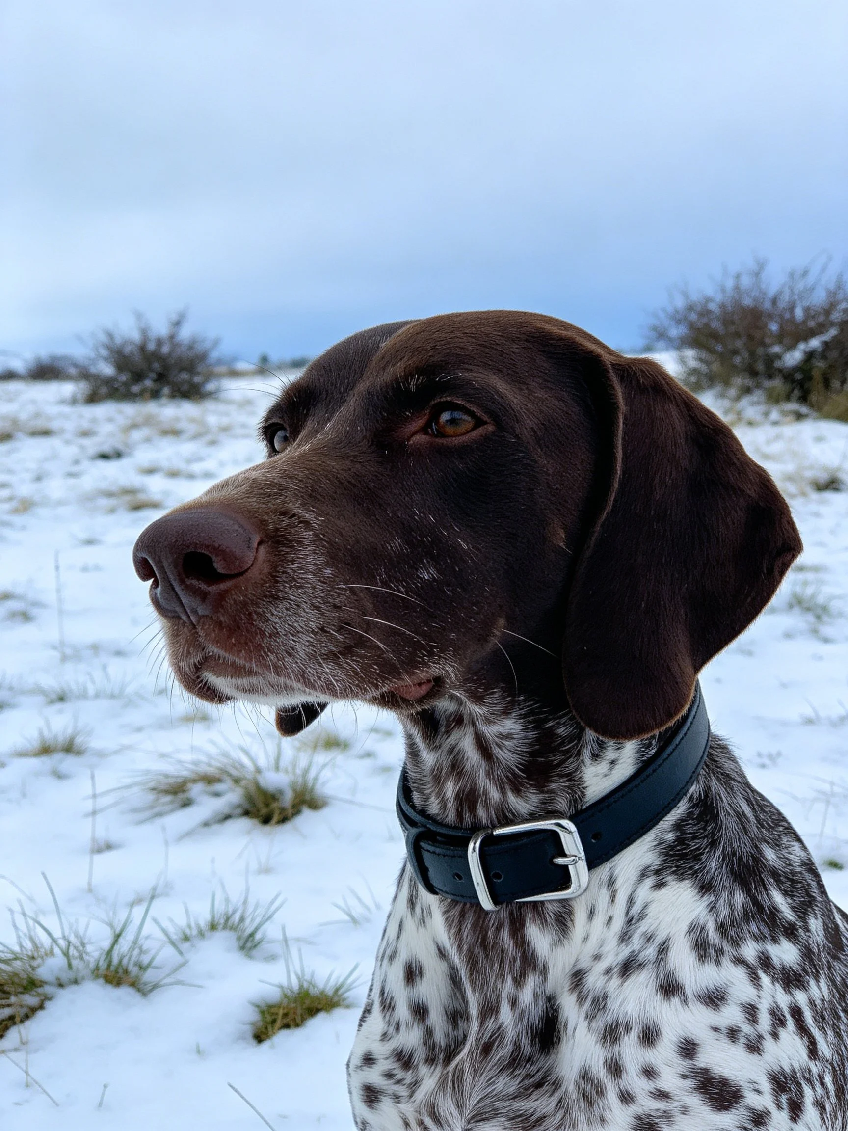 A brown-spotted dog stands in a snowy outdoor environment.