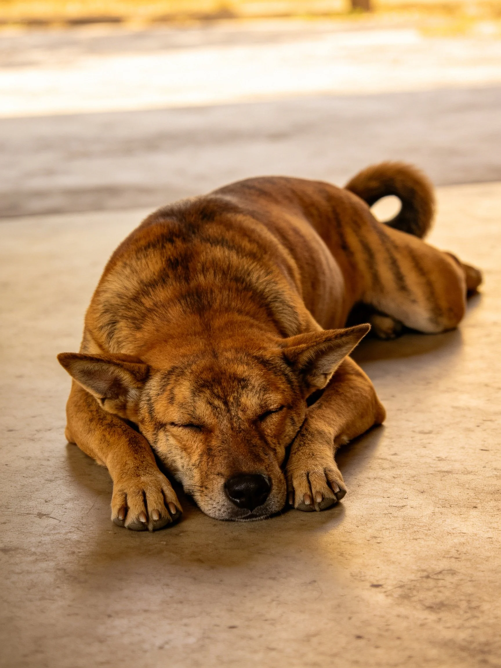 A brown-striped dog sleeps peacefully on a smooth concrete area.