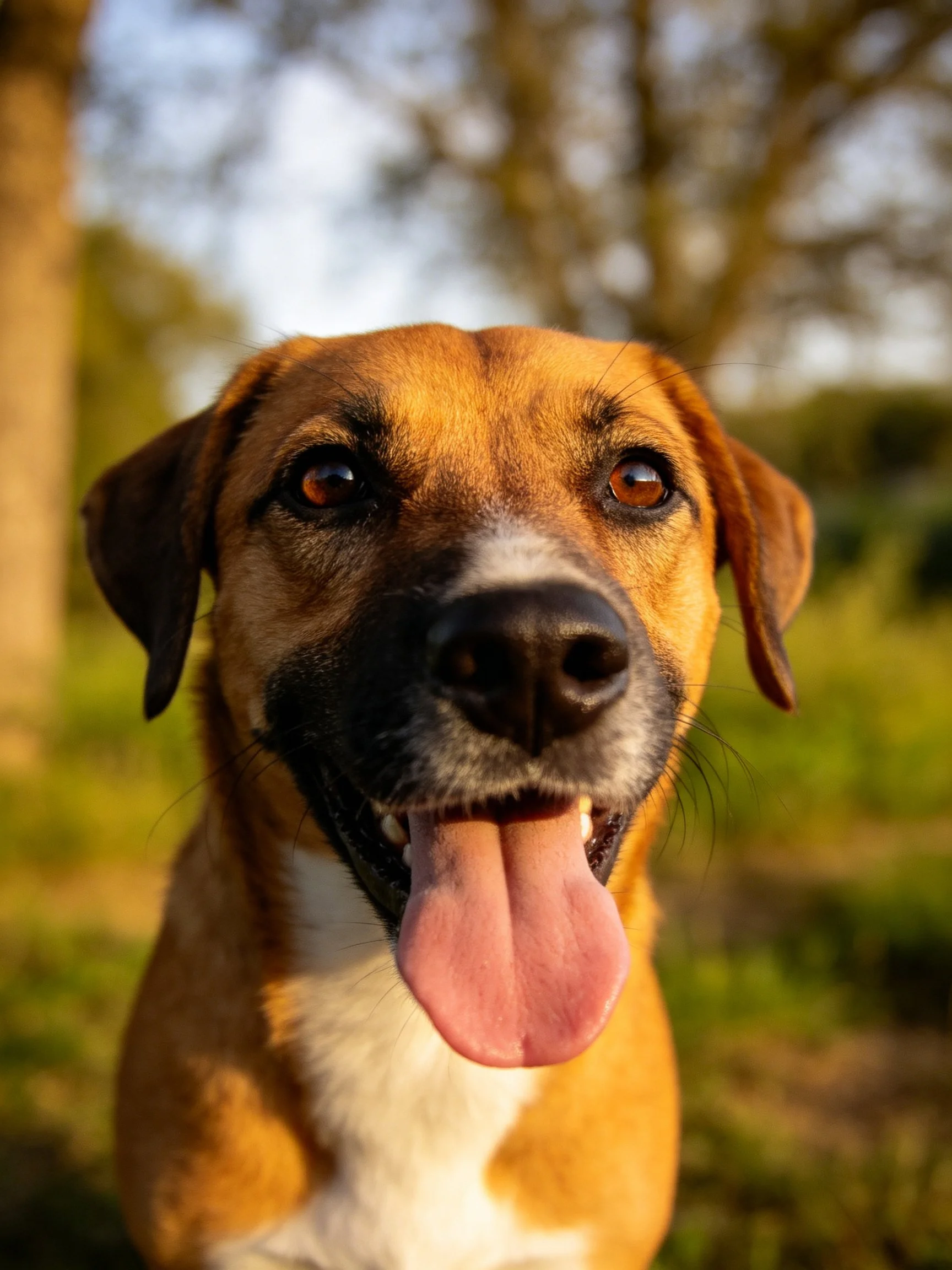 A cheerful brown and white dog pants happily in a sunlit outdoor setting.