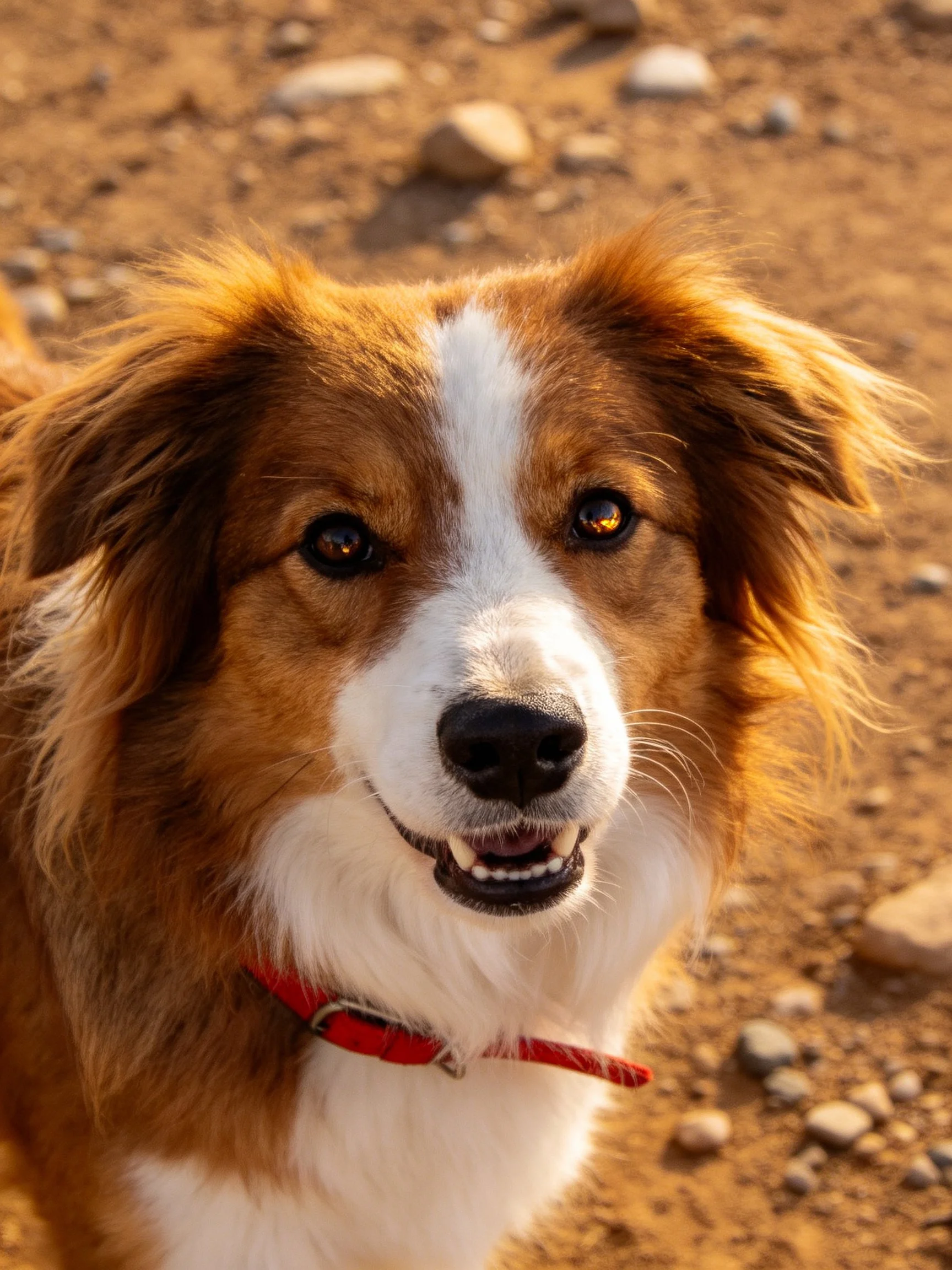 A cheerful brown and white dog with a red collar in an outdoor setting