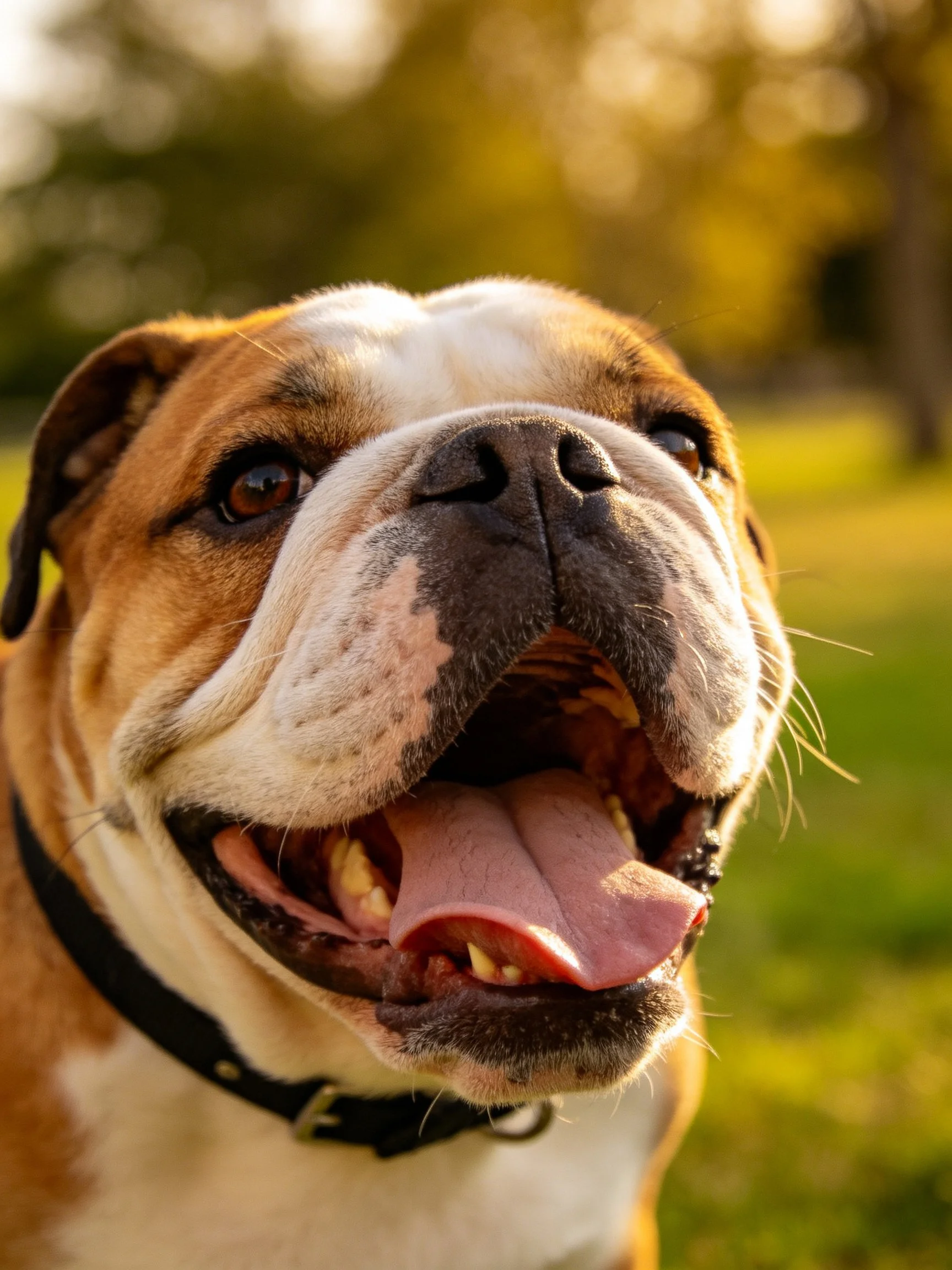 A happy bulldog pants contentedly in a sunlit outdoor environment.