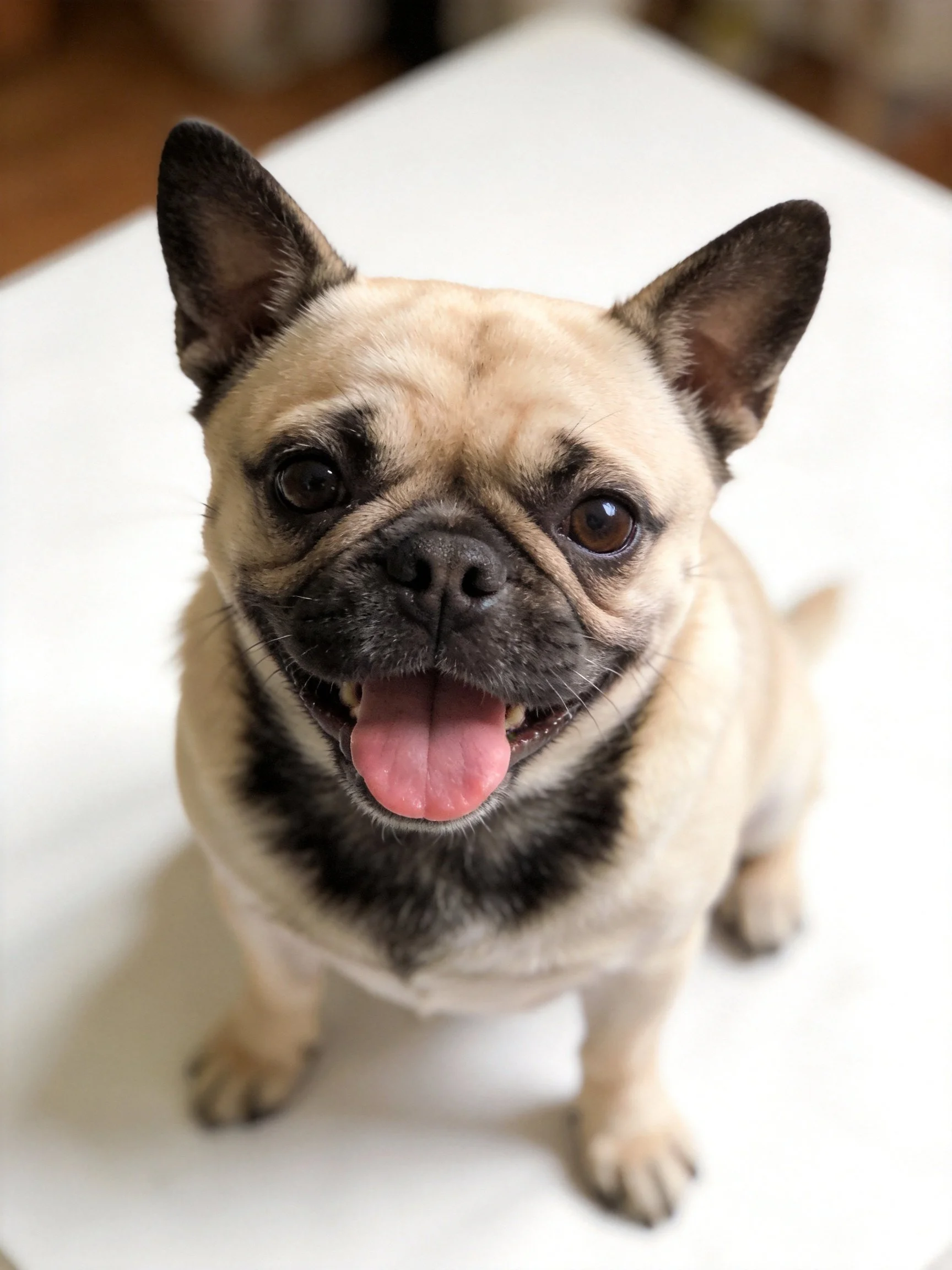 A cheerful fawn French bulldog sits happily on a white surface.