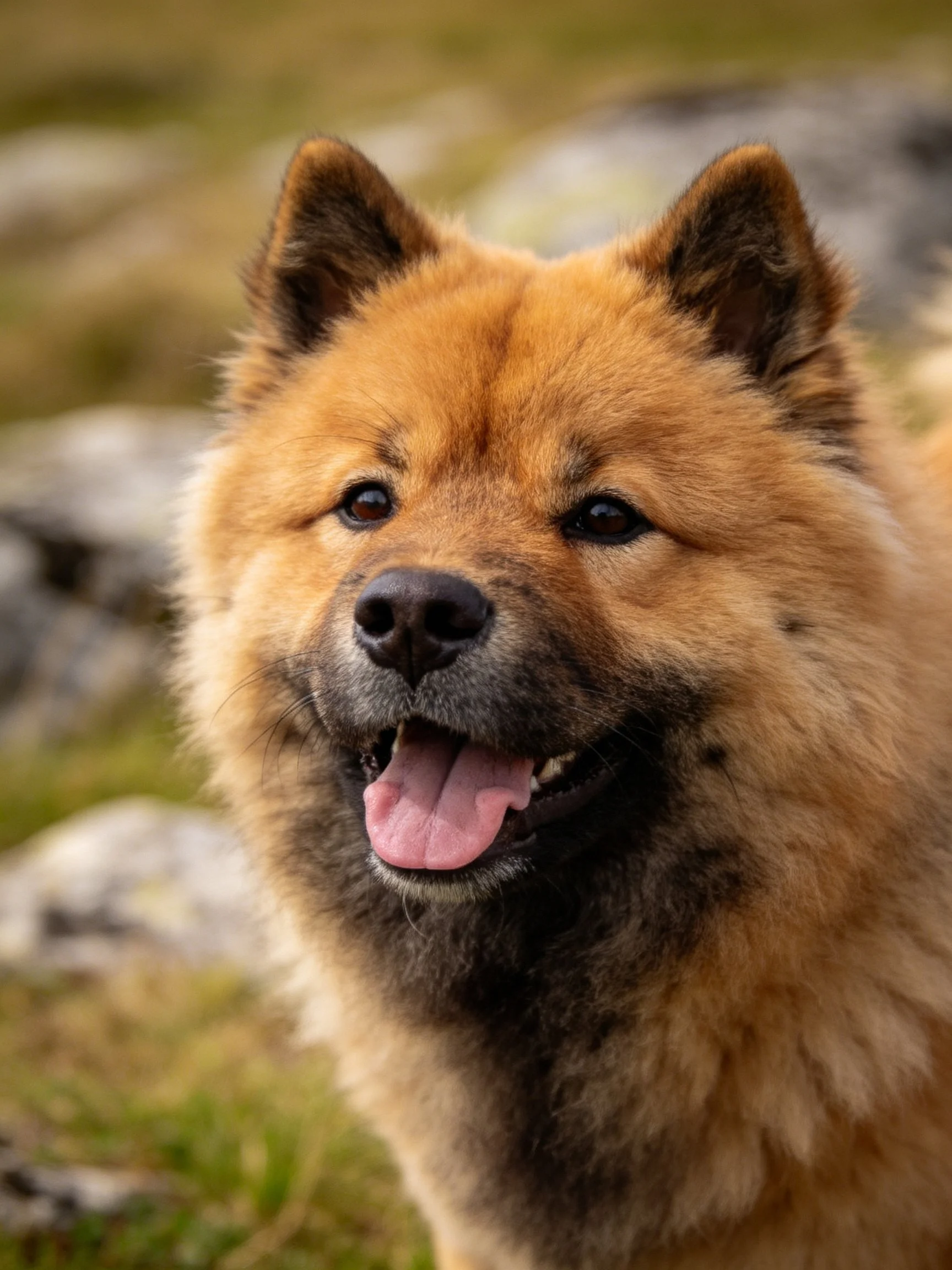 A cheerful golden-brown fluffy dog stands outdoors with a relaxed expression.