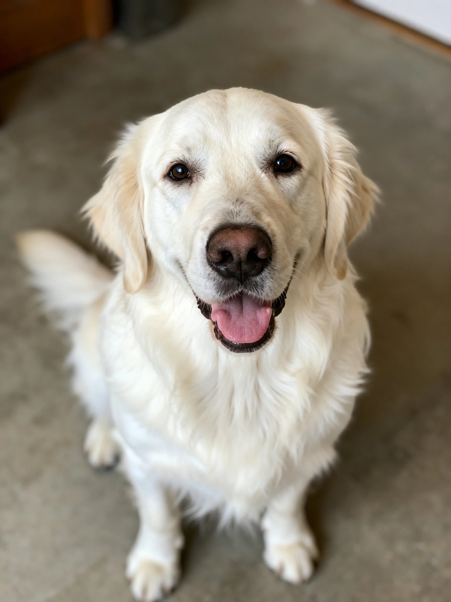 A golden retriever with white fur sits happily on a gray indoor floor.