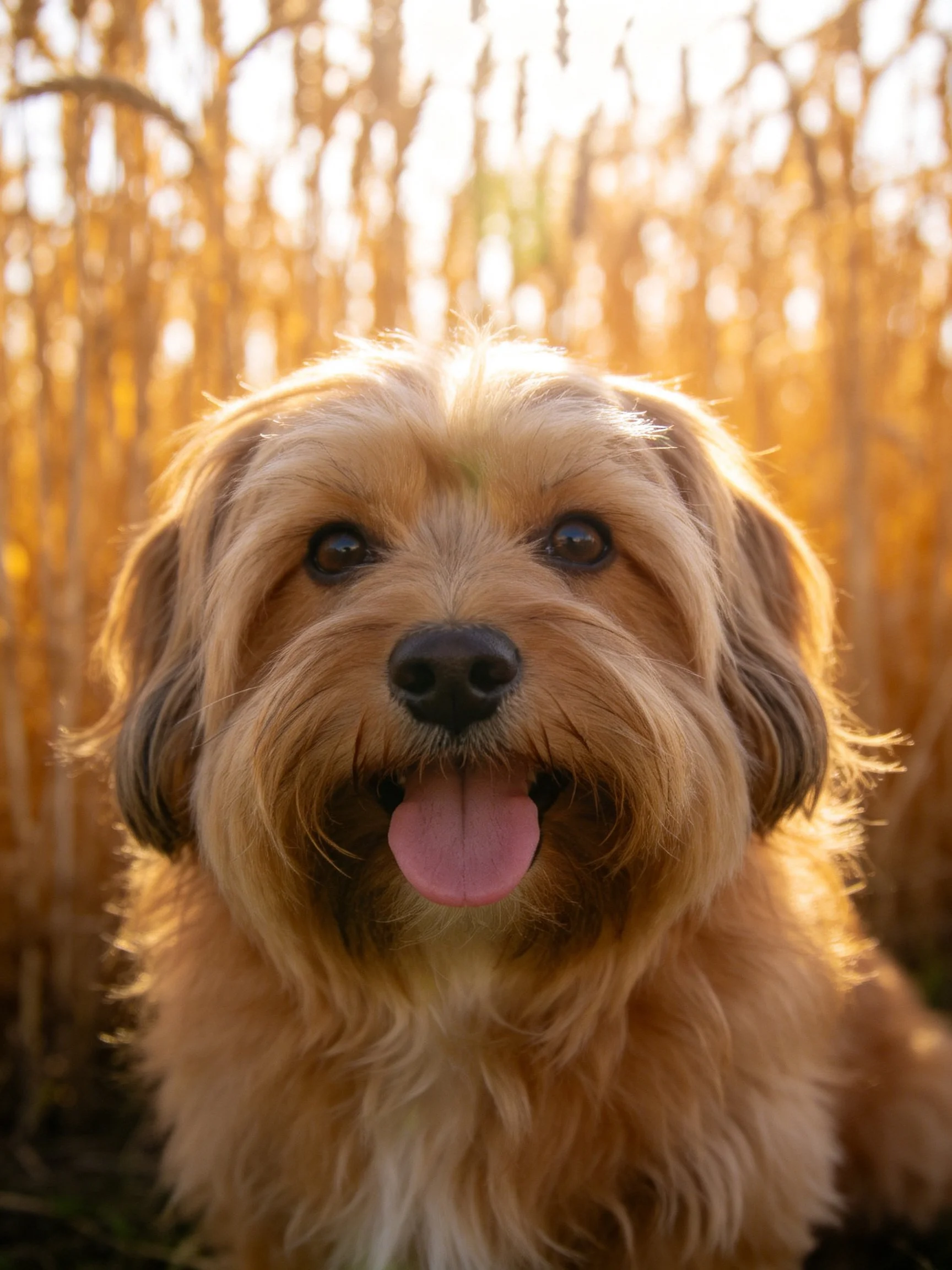 A cheerful shaggy dog enjoys the golden outdoor scenery