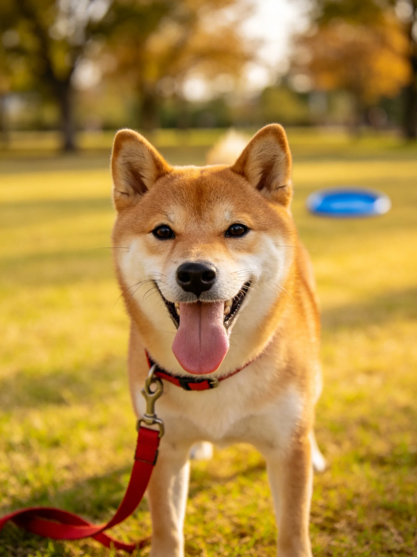 A cheerful tan Shiba Inu dog on a sunlit park lawn