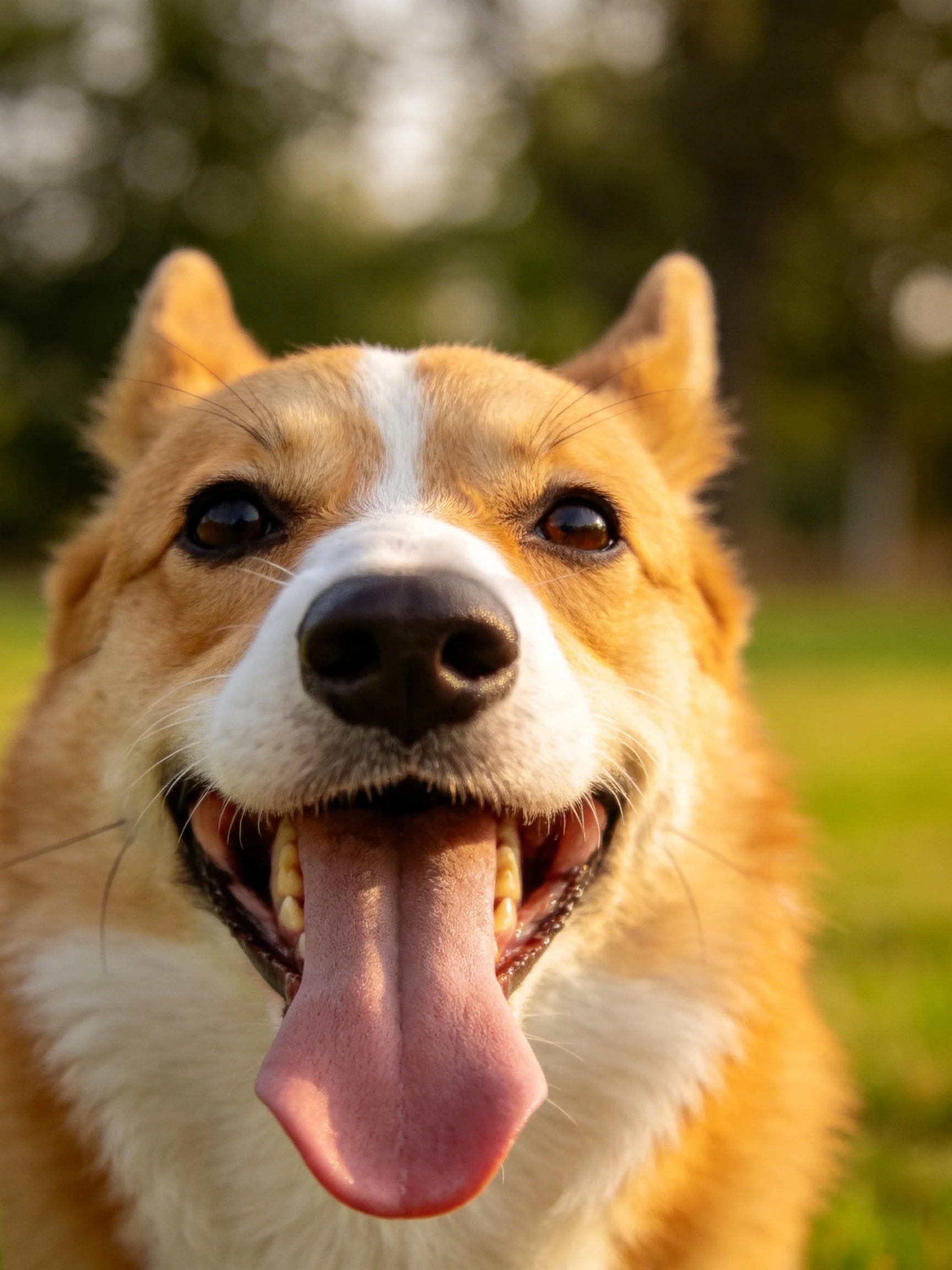 A tan and white corgi enjoys the outdoors with its mouth open.