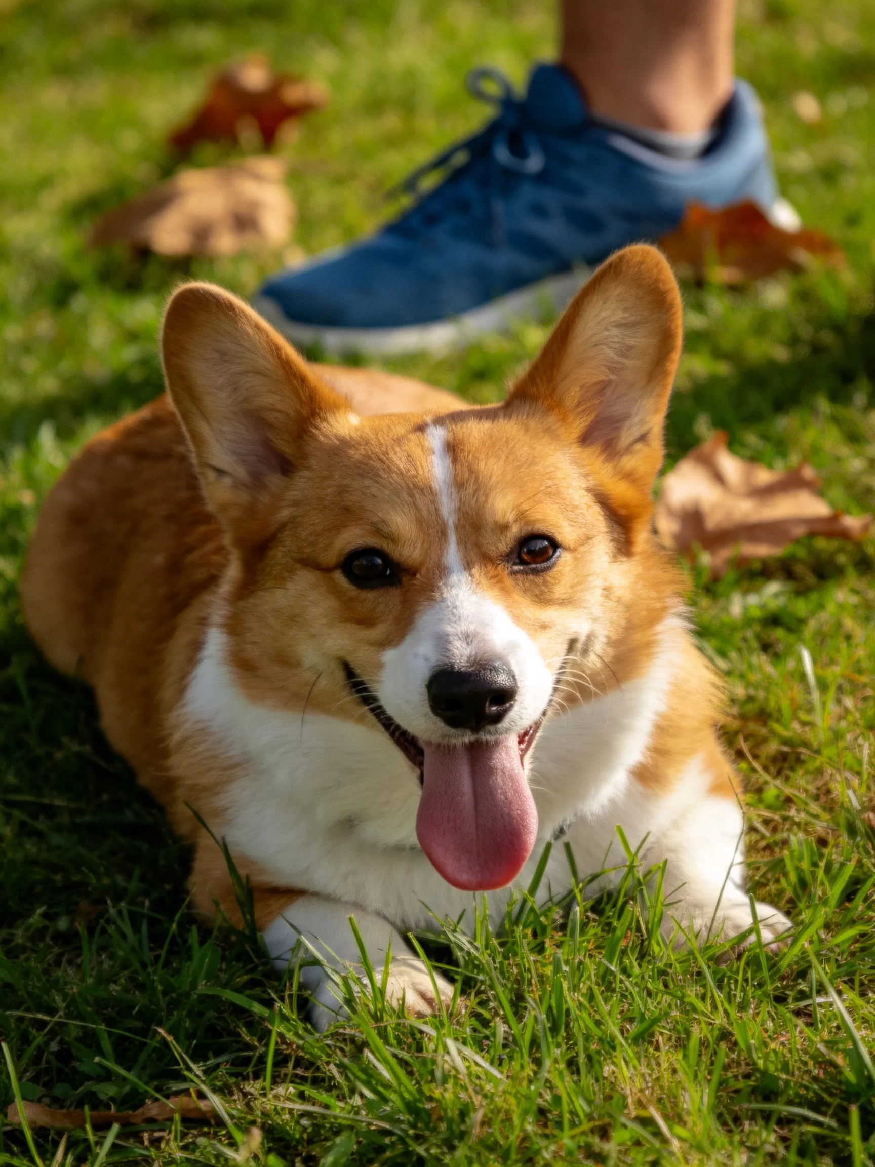A cheerful tan-and-white corgi rests on green grass near a blue sneaker