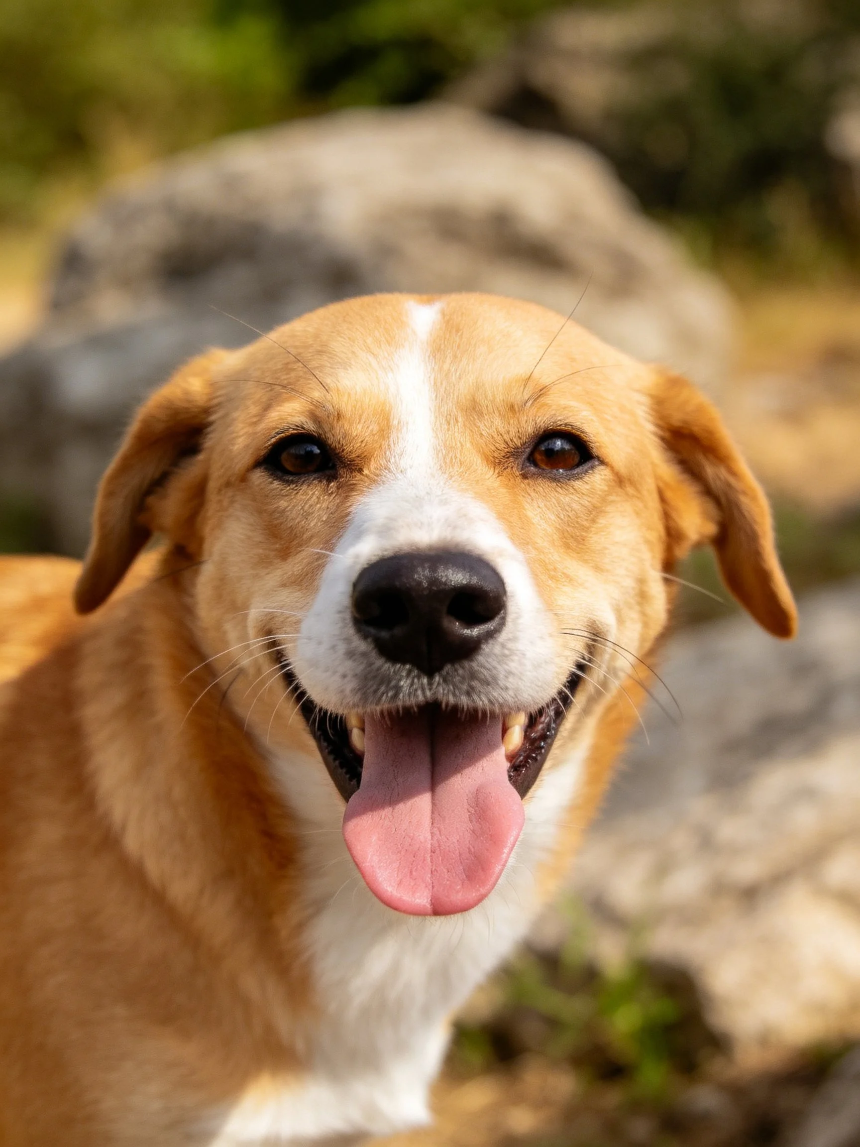 A tan and white dog enjoys the outdoors with its mouth open