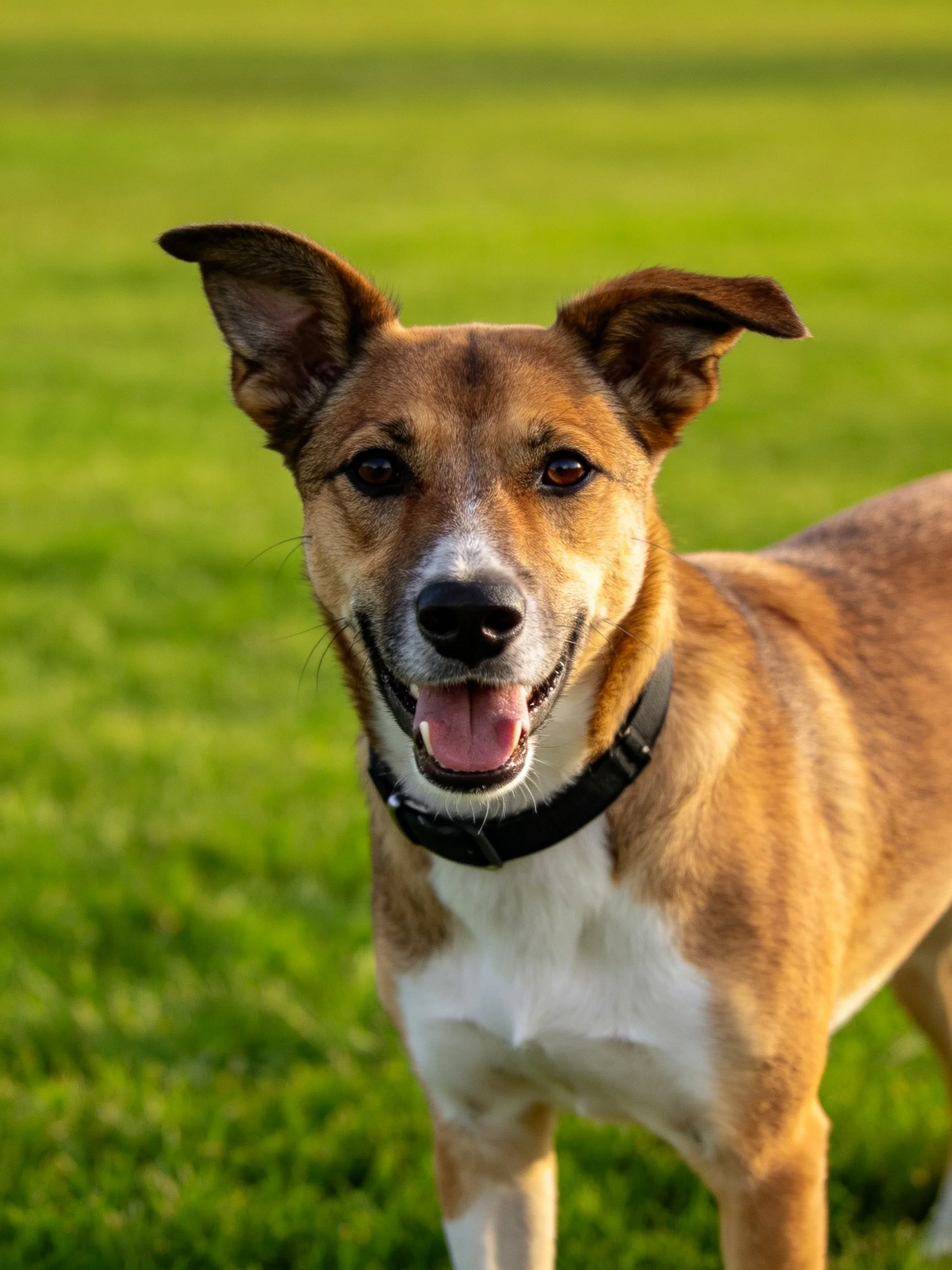 A tan and white dog smiles happily on a grassy field.