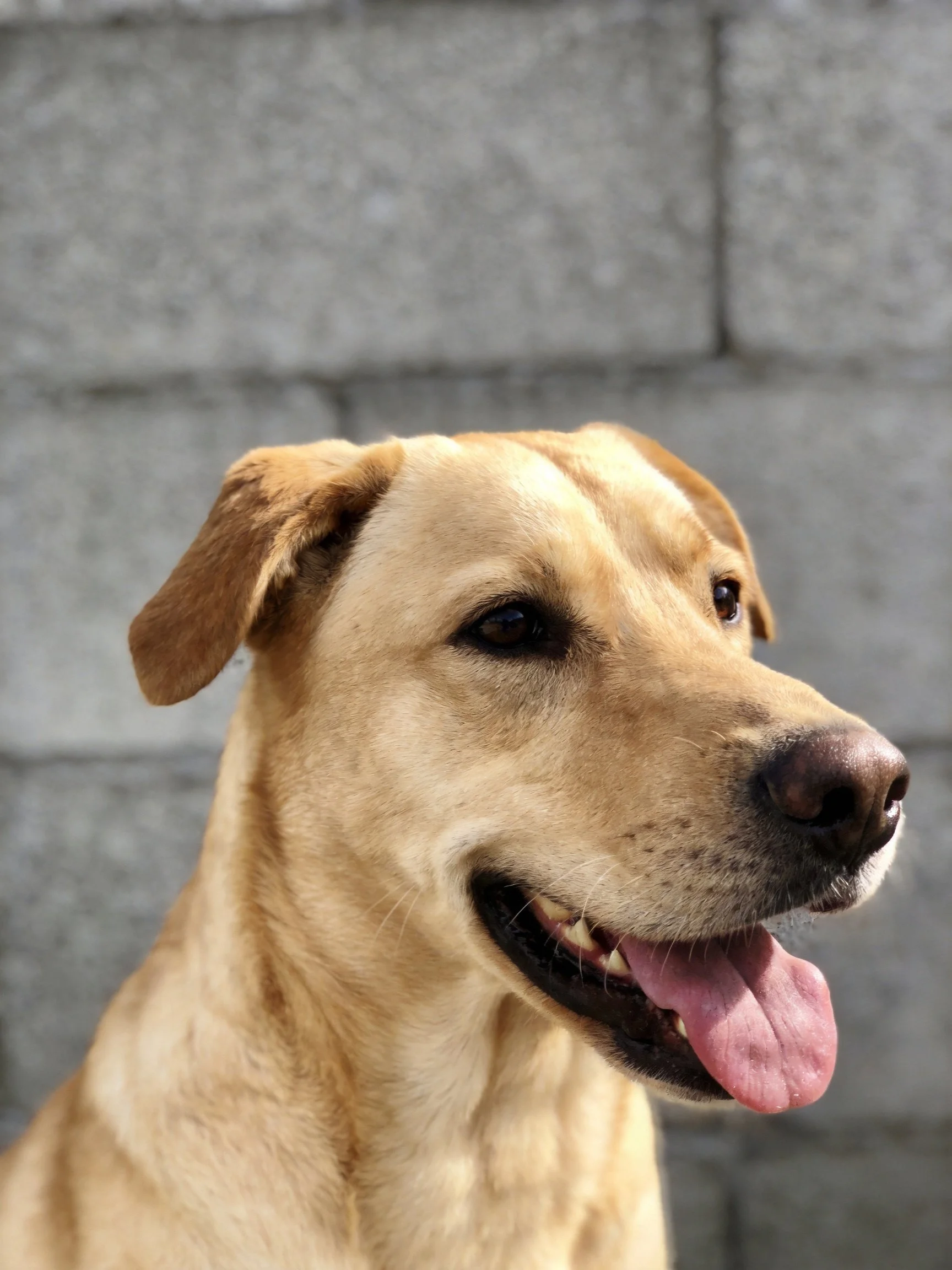 A cheerful tan dog with a pink tongue near a gray brick wall