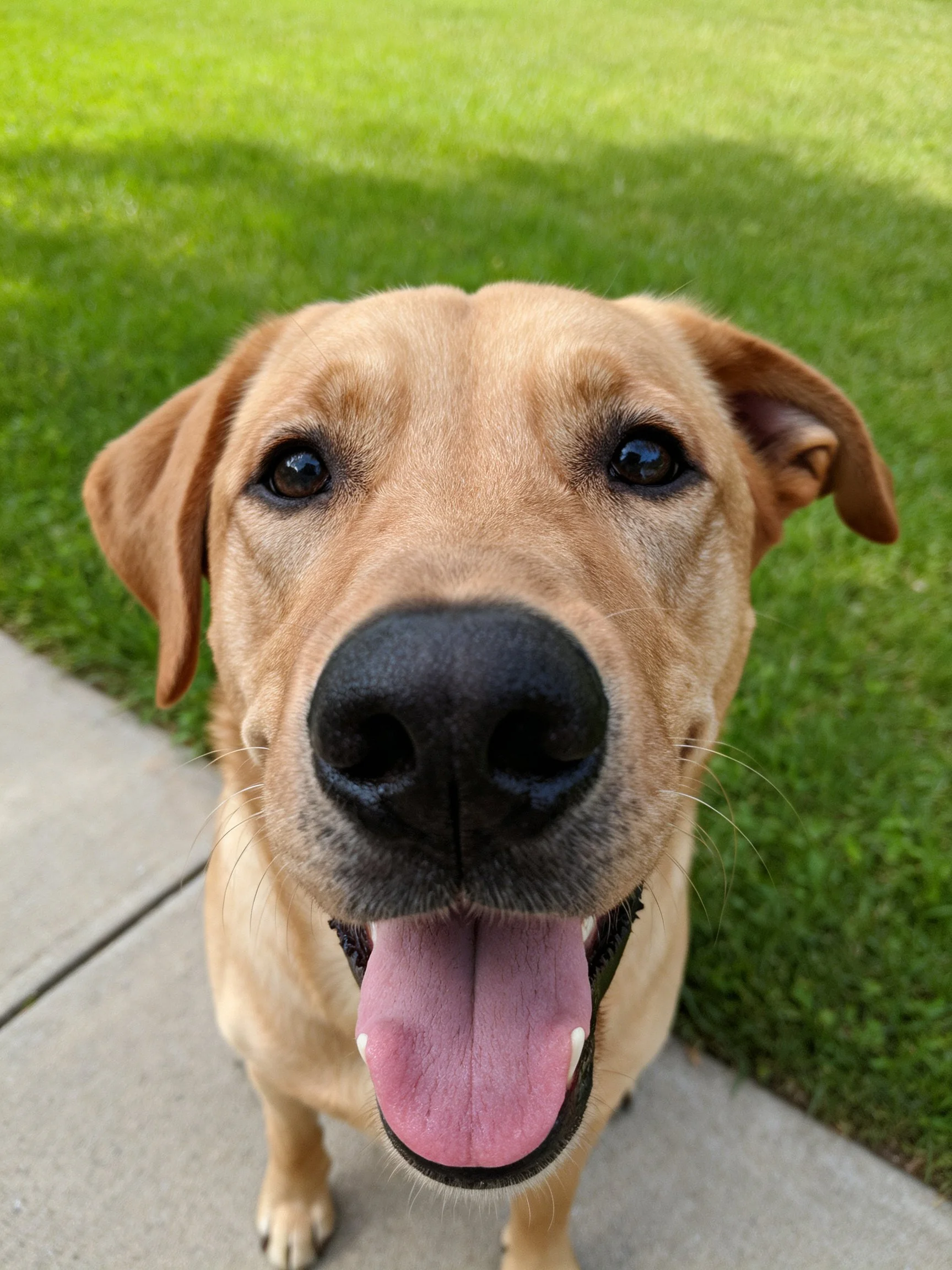 A cheerful tan dog stands near green grass and a sidewalk.
