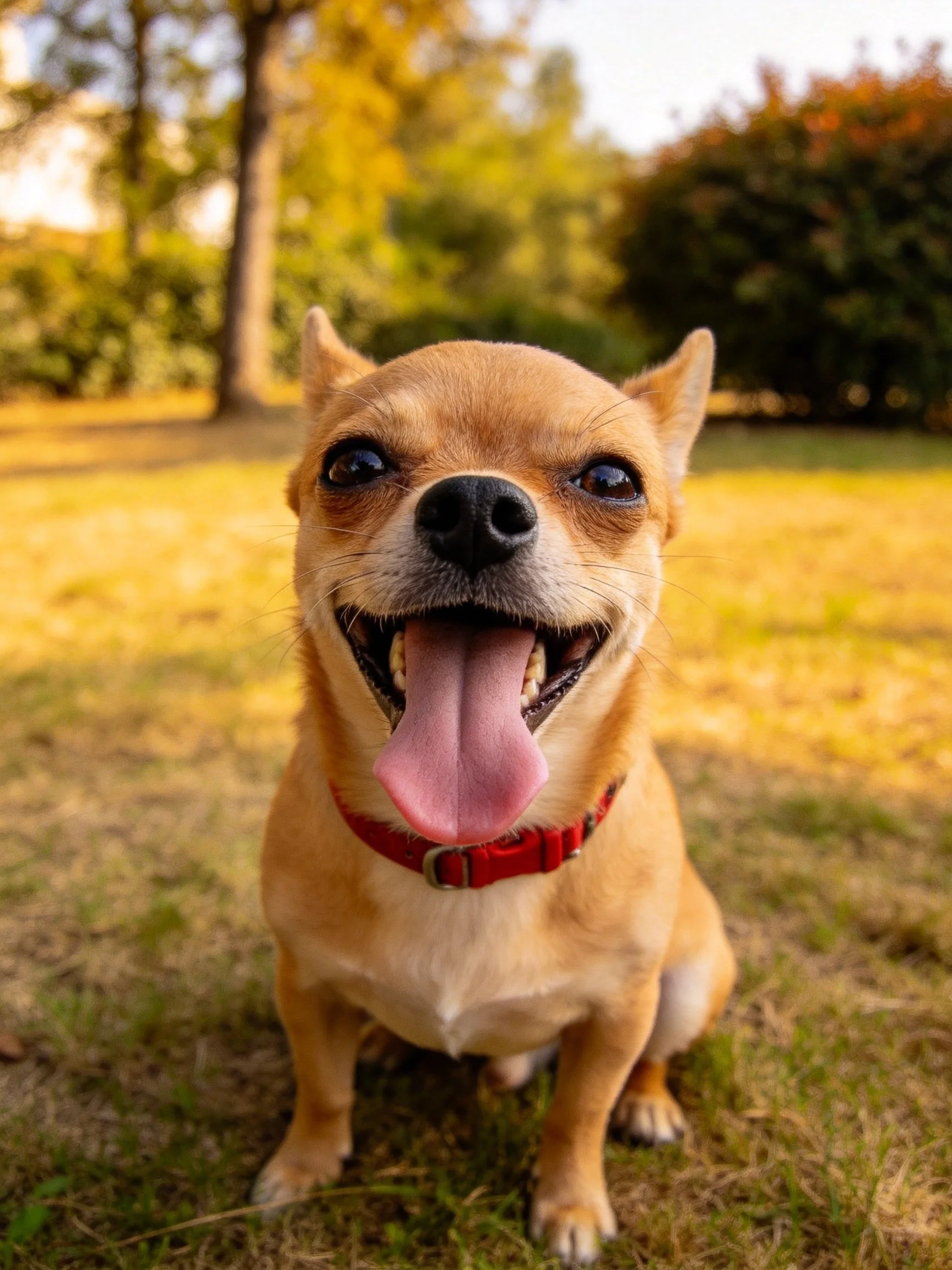 A cheerful tan dog with a red collar enjoys the sunny park setting.